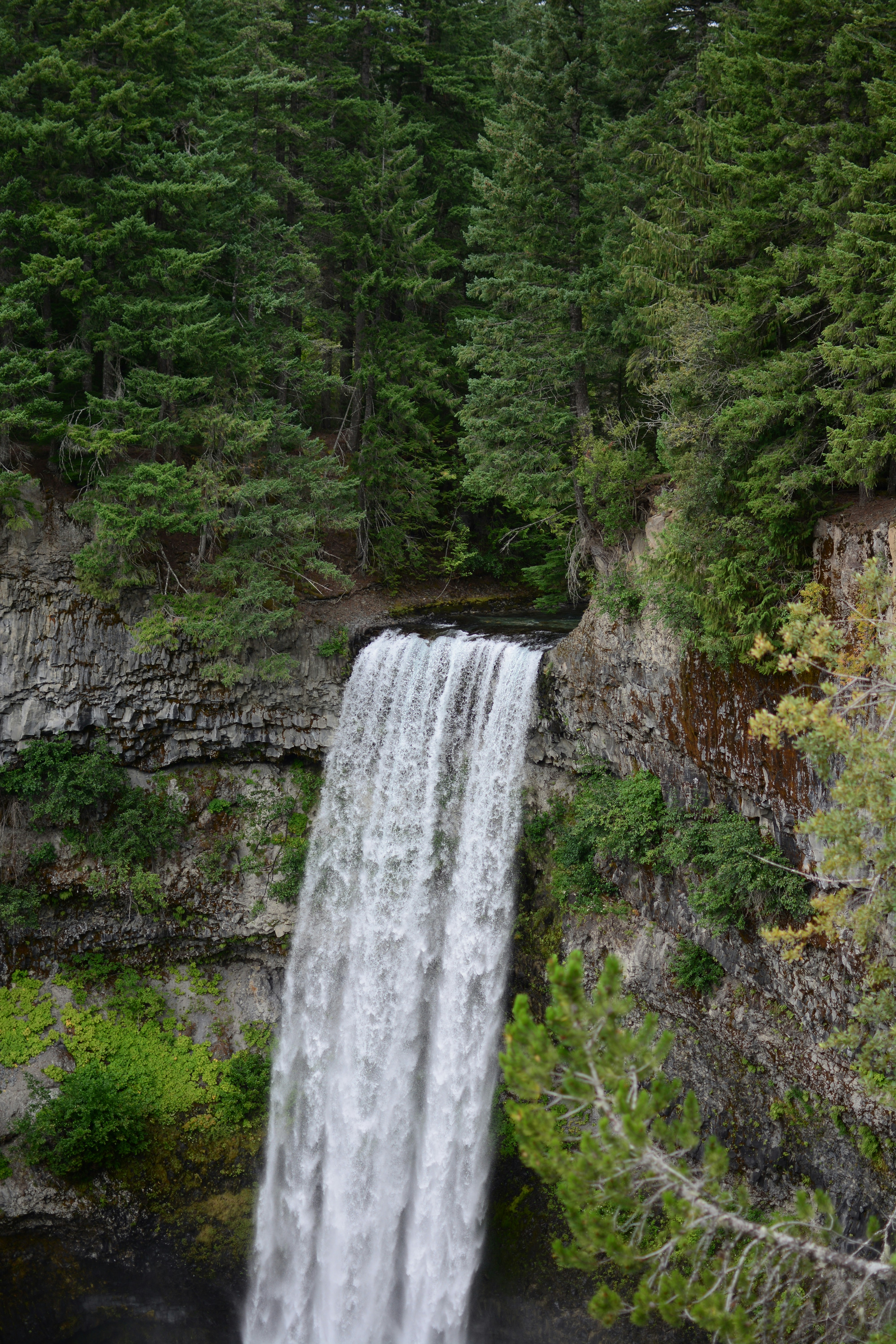 Forest Cliff Waterfall