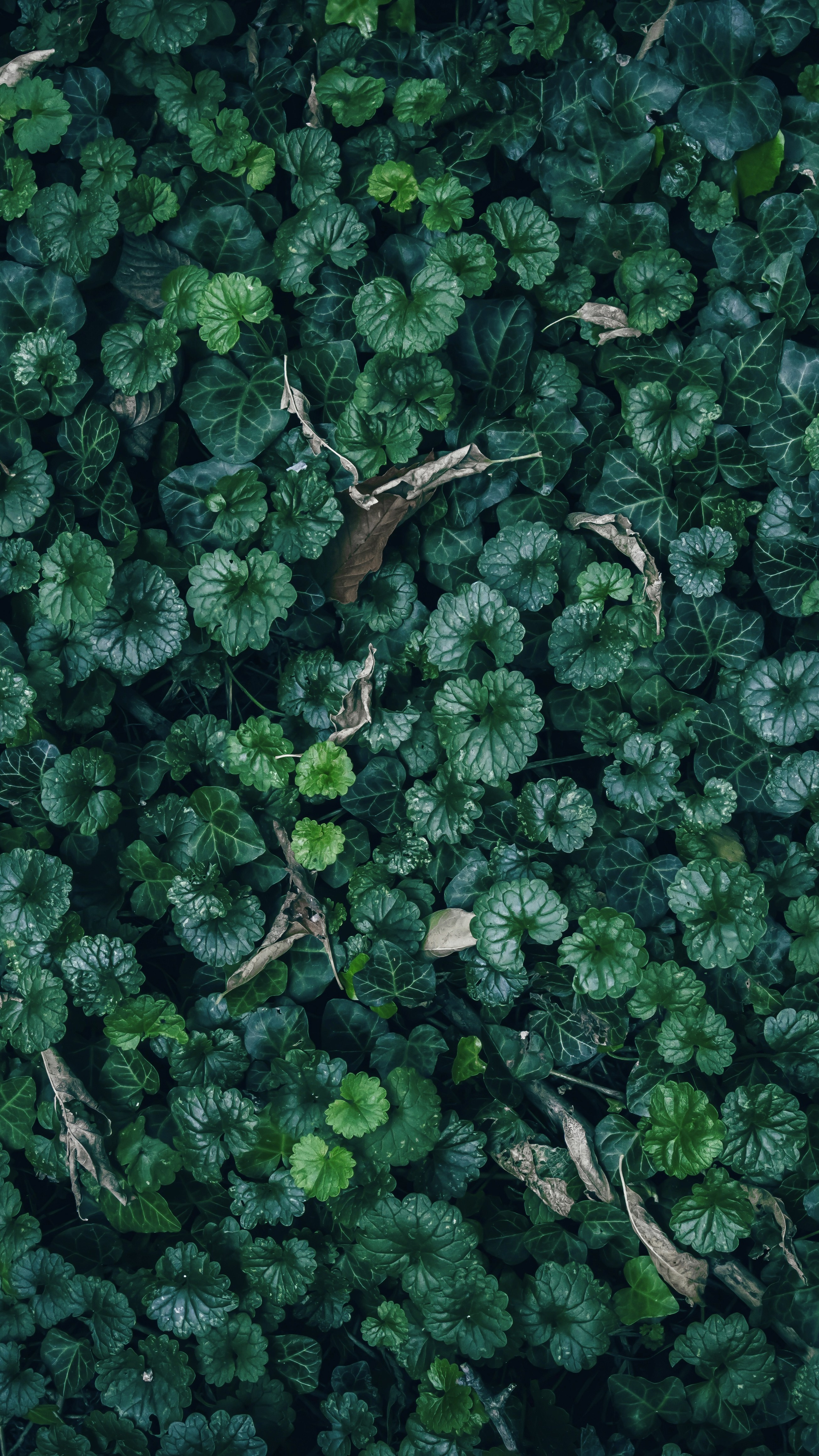 Forest & Flora