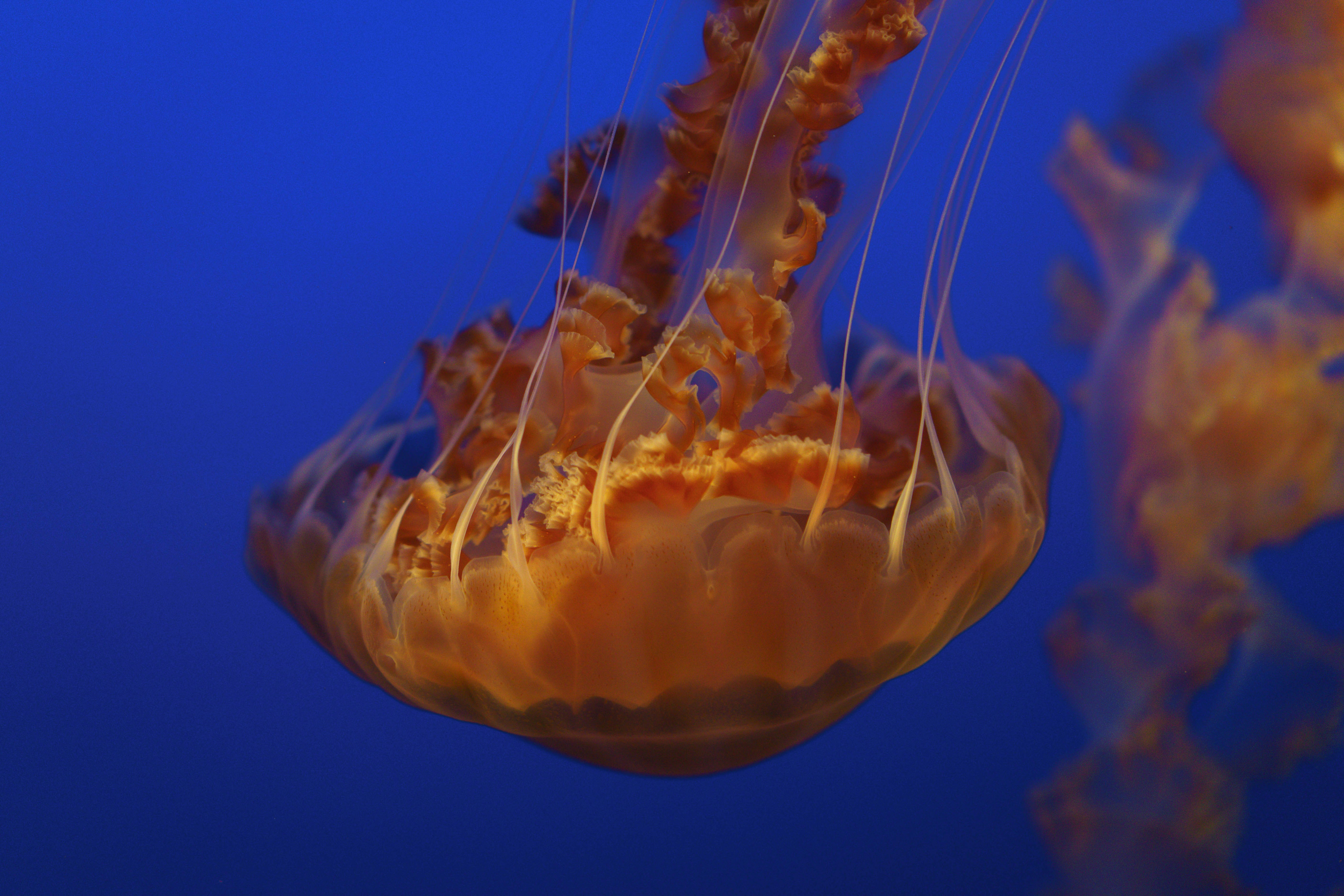 Orange Jellyfish in Deep Blue Water