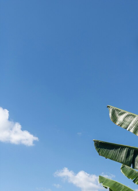 Banana Leaves Under Clear Blue Sky