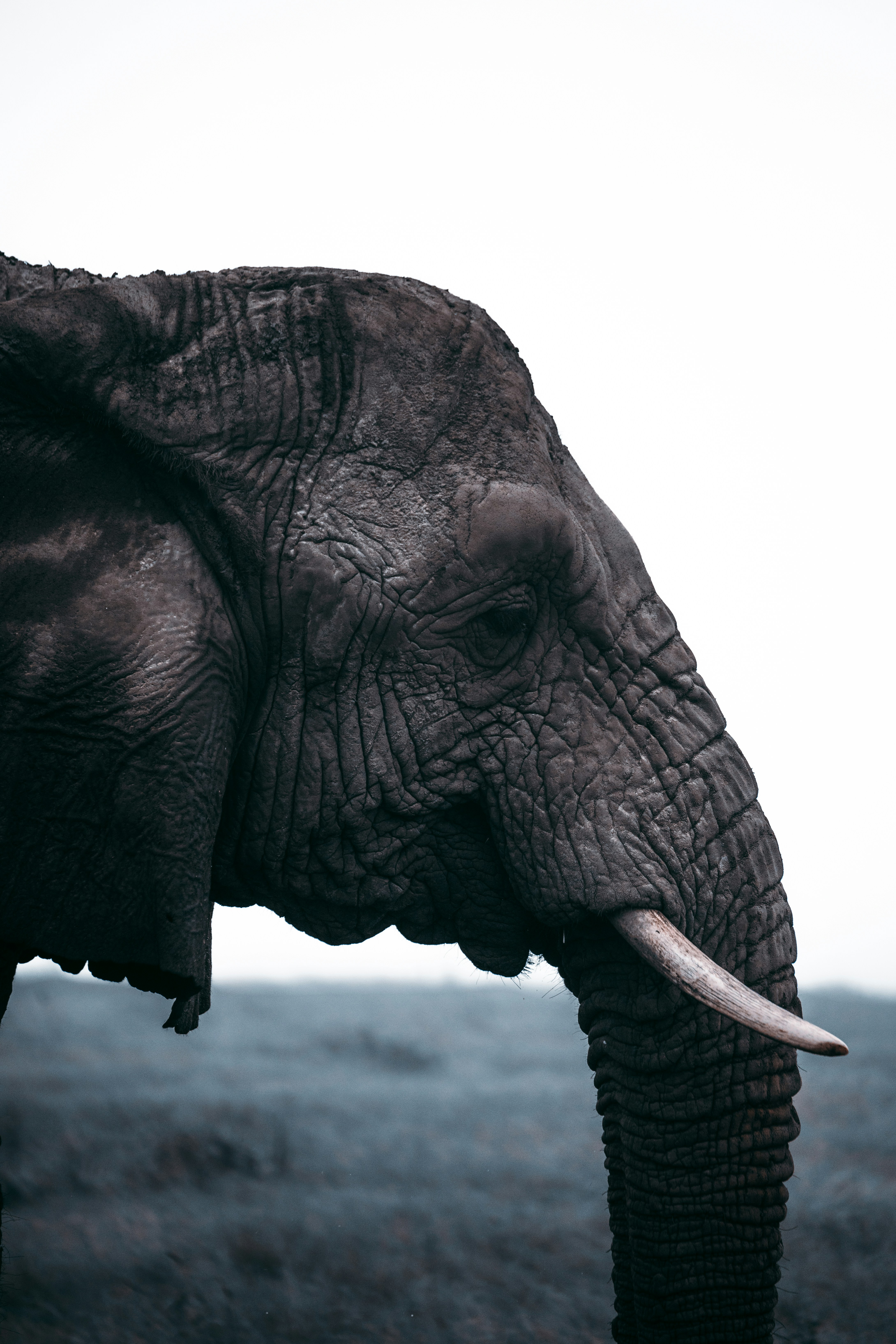 Partial Close-up of an Elephant