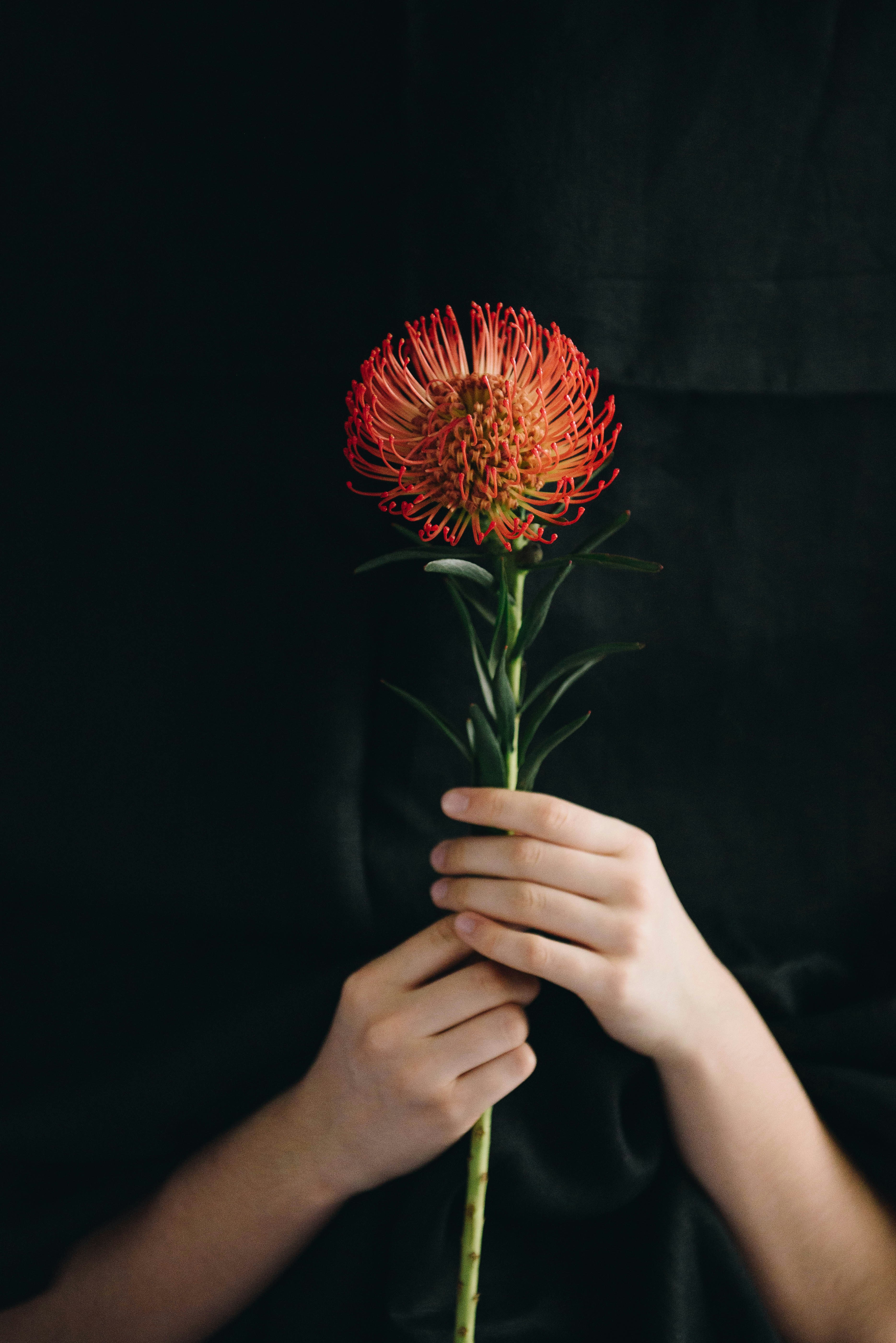 Hands Holding Pincushion Protea