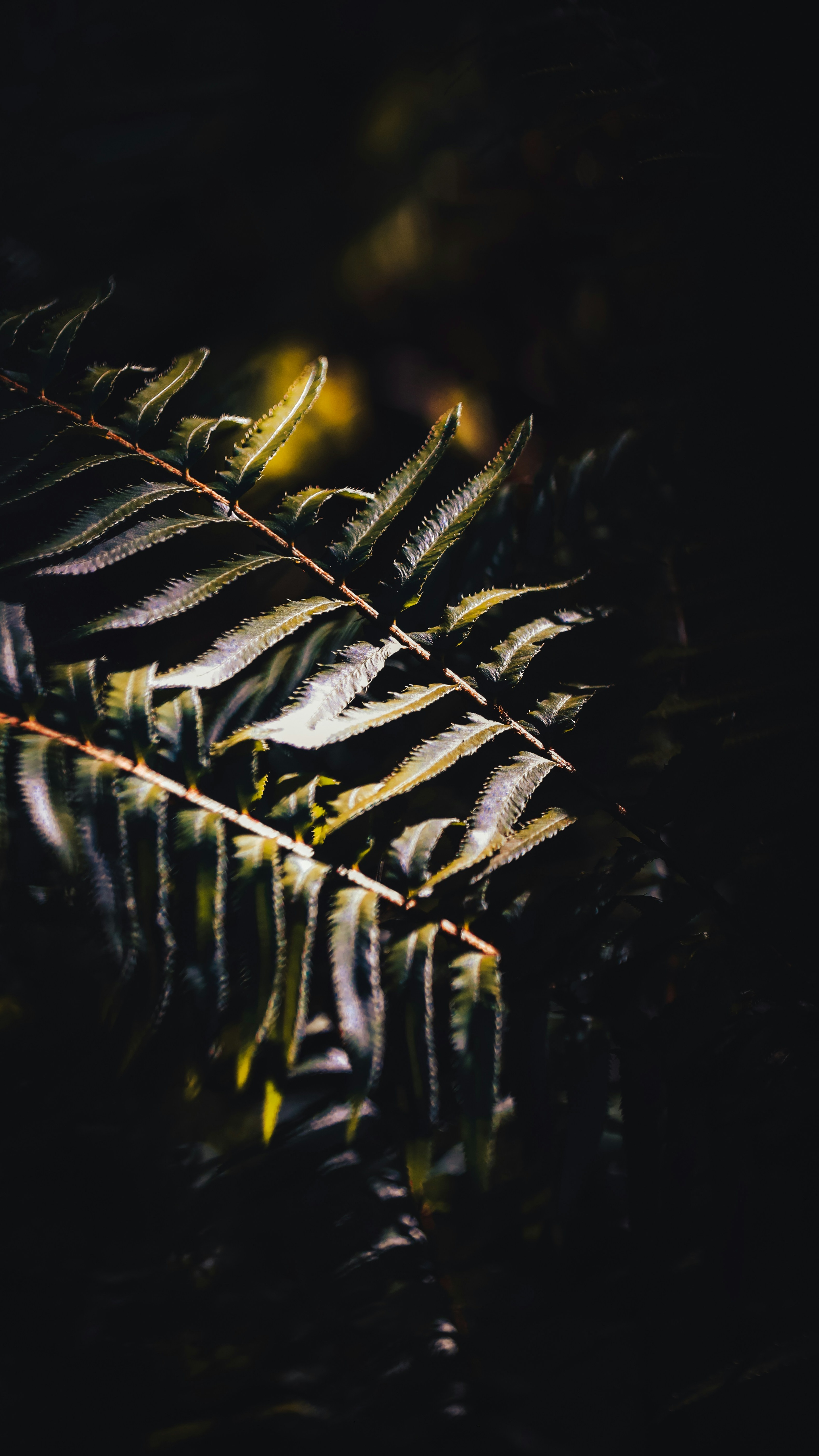 Wallpapers