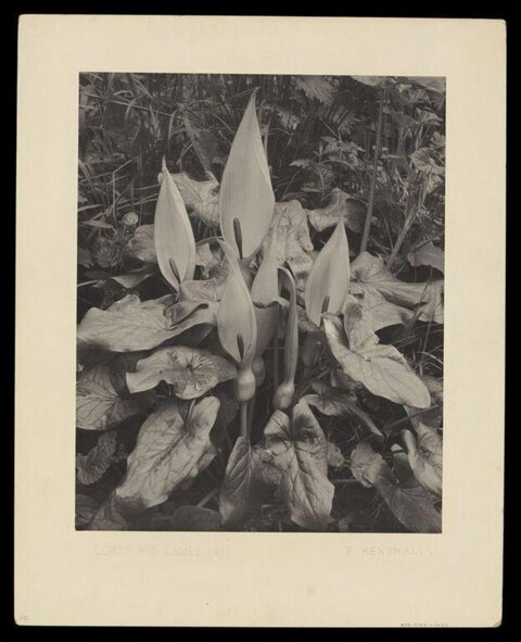 Vintage Lords and Ladies Botanical Photo
