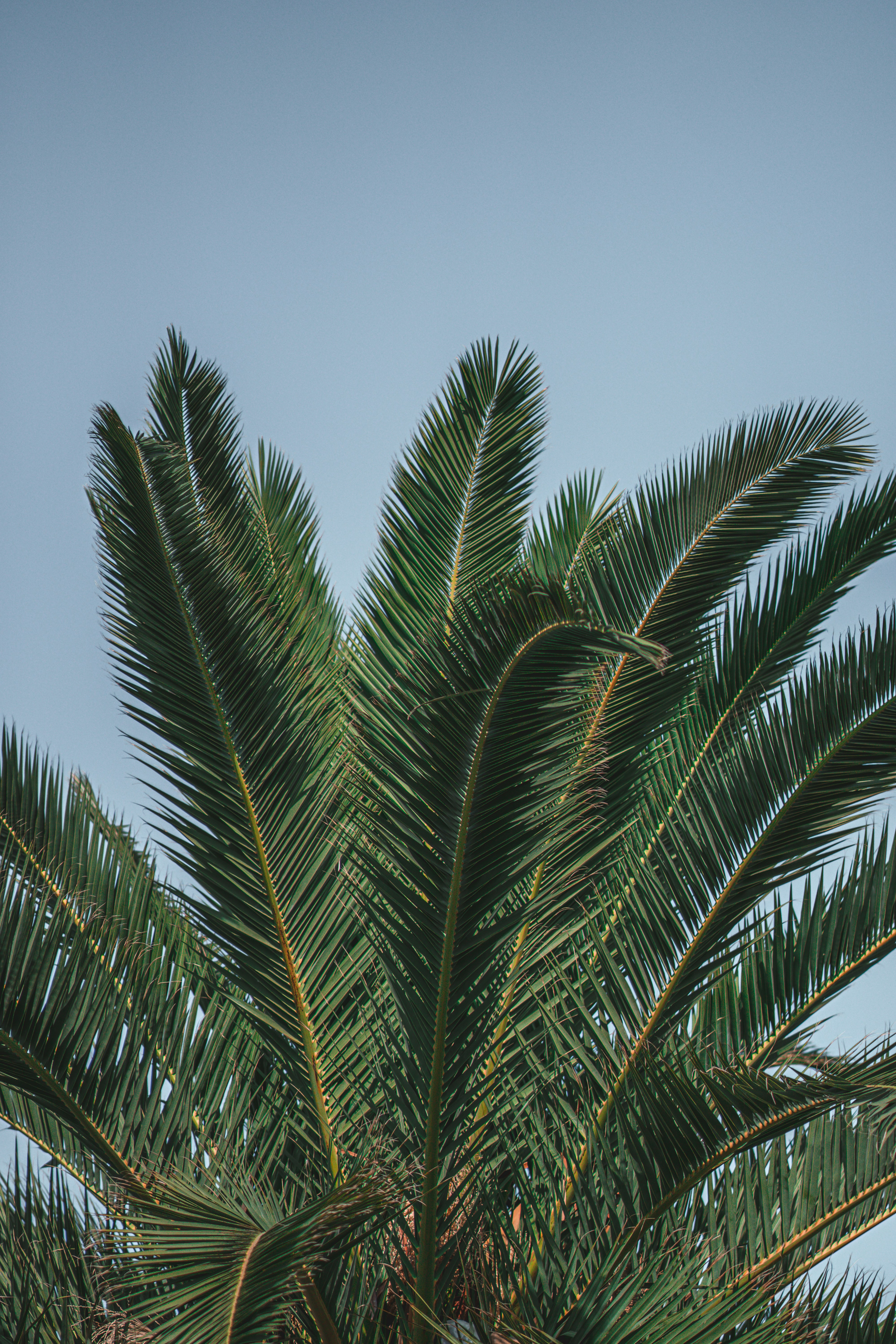 Cycad Fronds Against Clear Sky