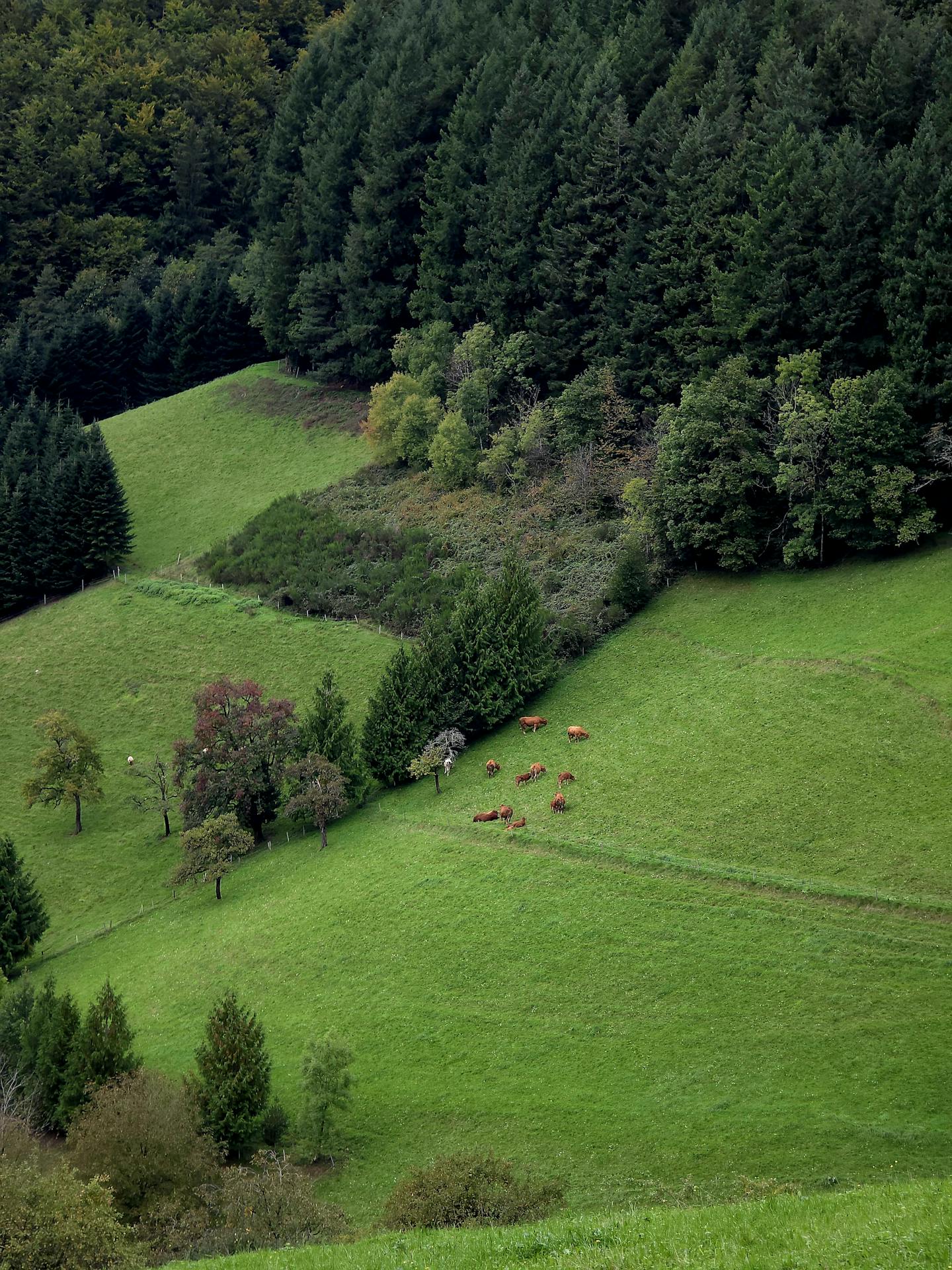 Hillside Pasture with Grazing Cows