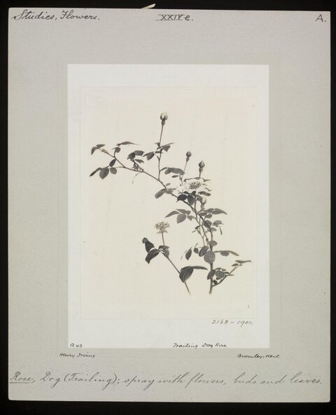 Trailing Dog Rose Botanical Study