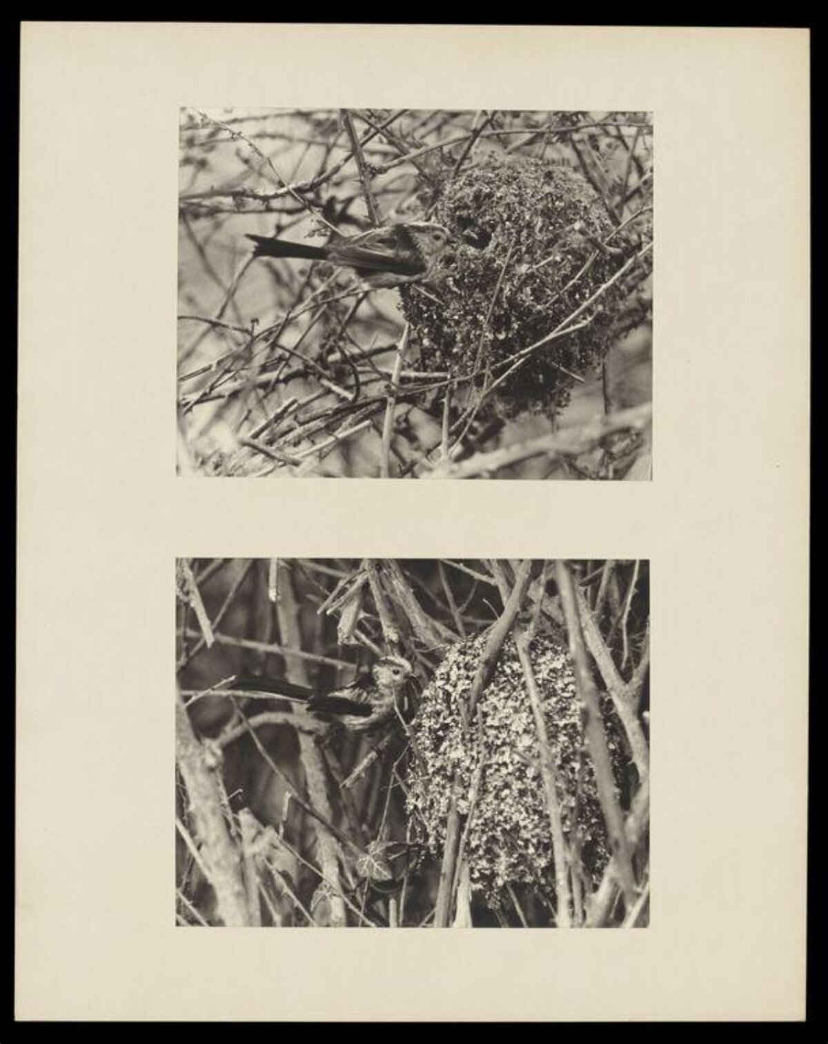 Vintage Photos of Birds at Nests