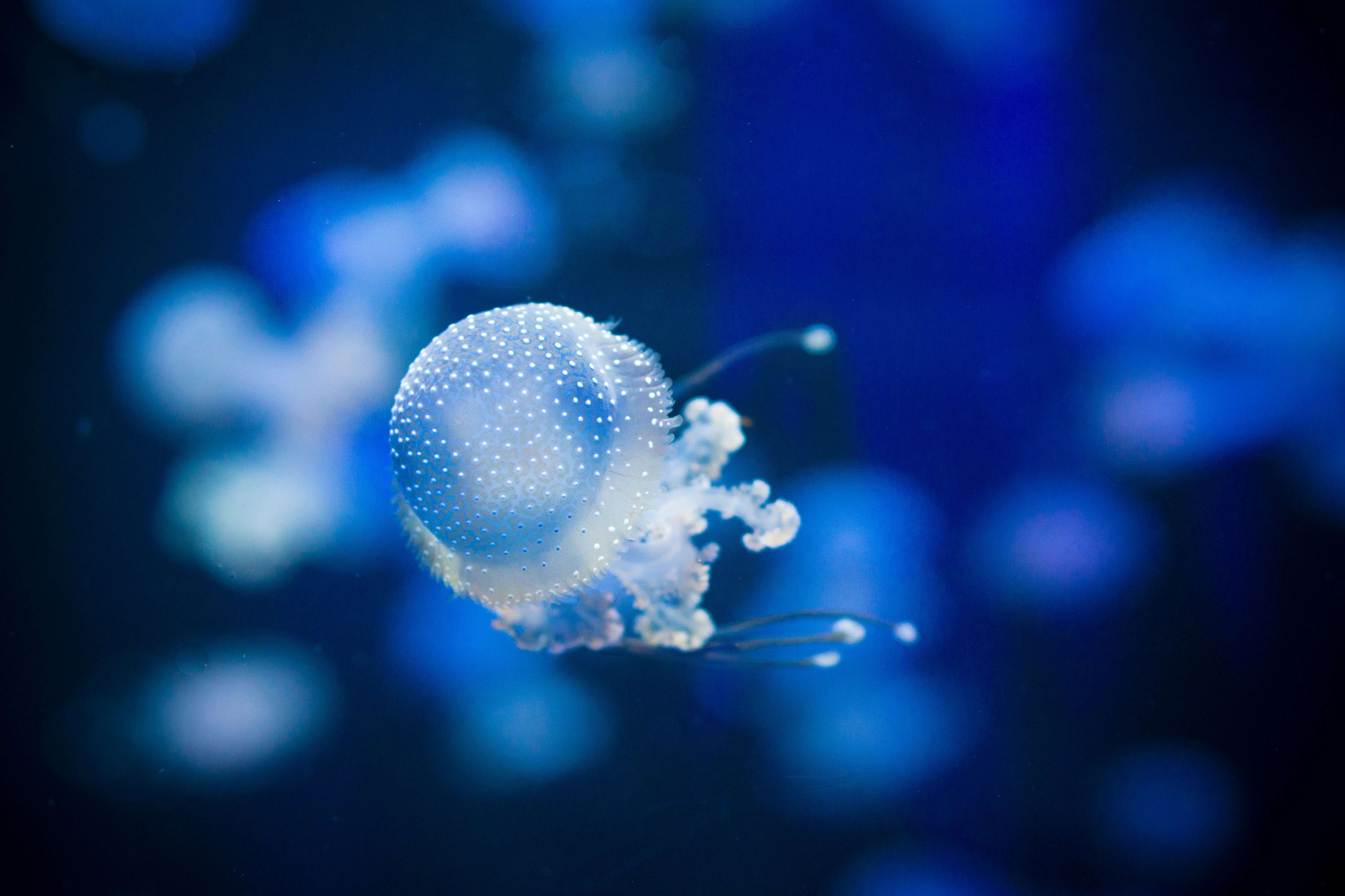White-spotted Jellyfish Underwater
