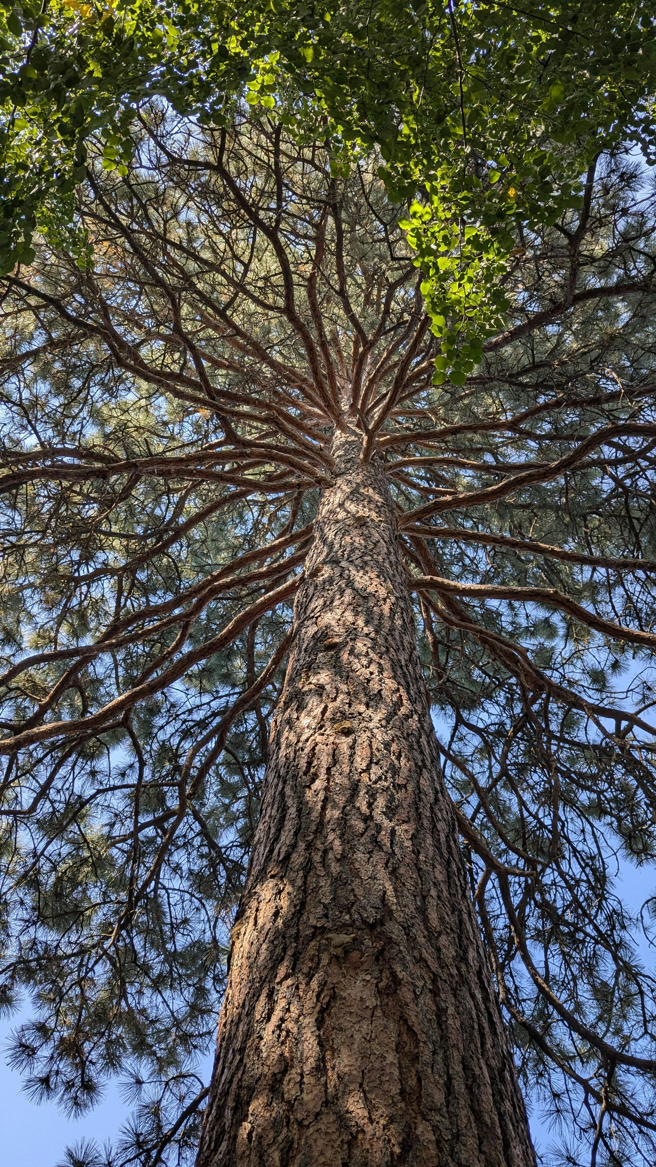 Low Angle View of Tall Pine Tree