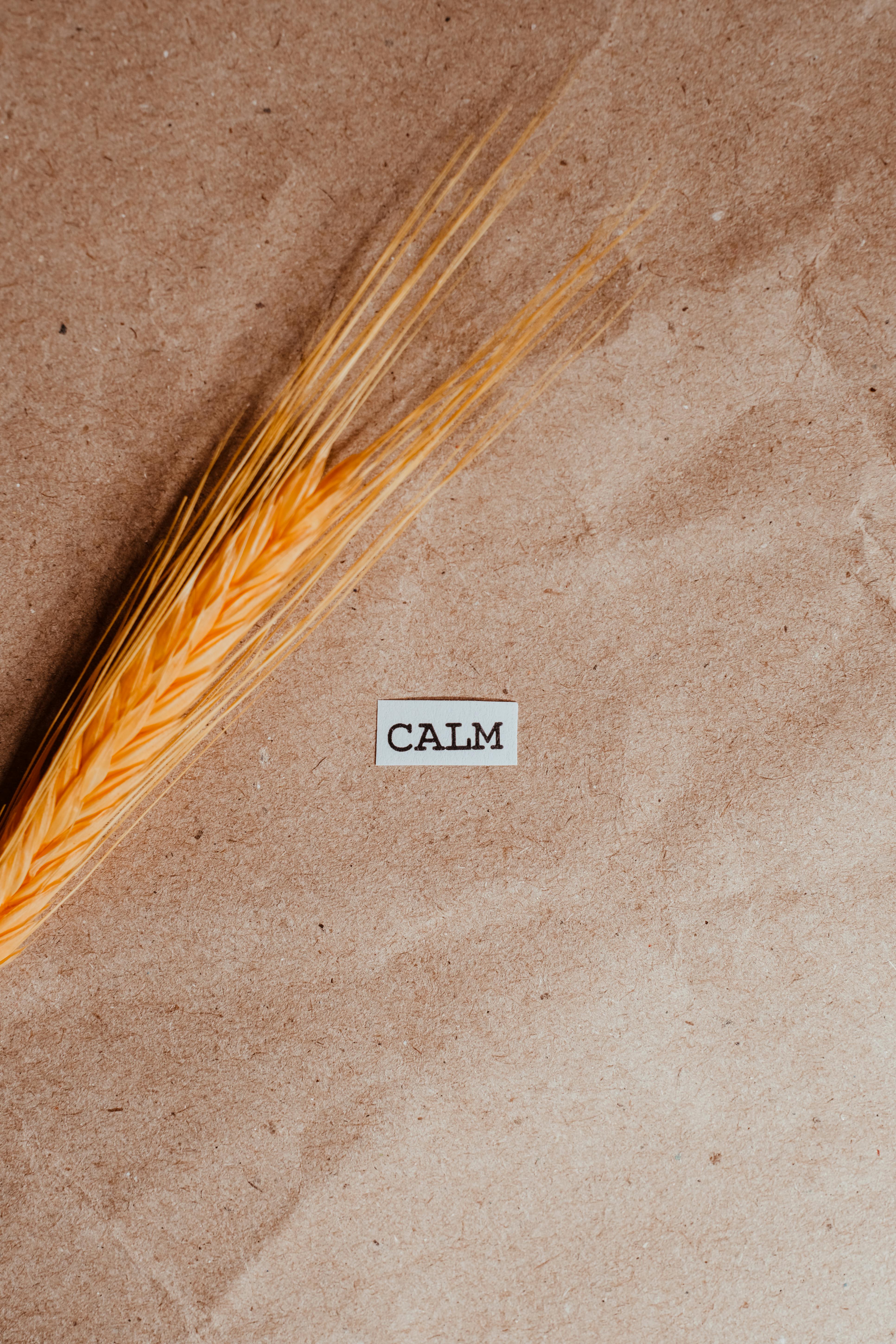 Dried Wheat Stalk With Calm Text
