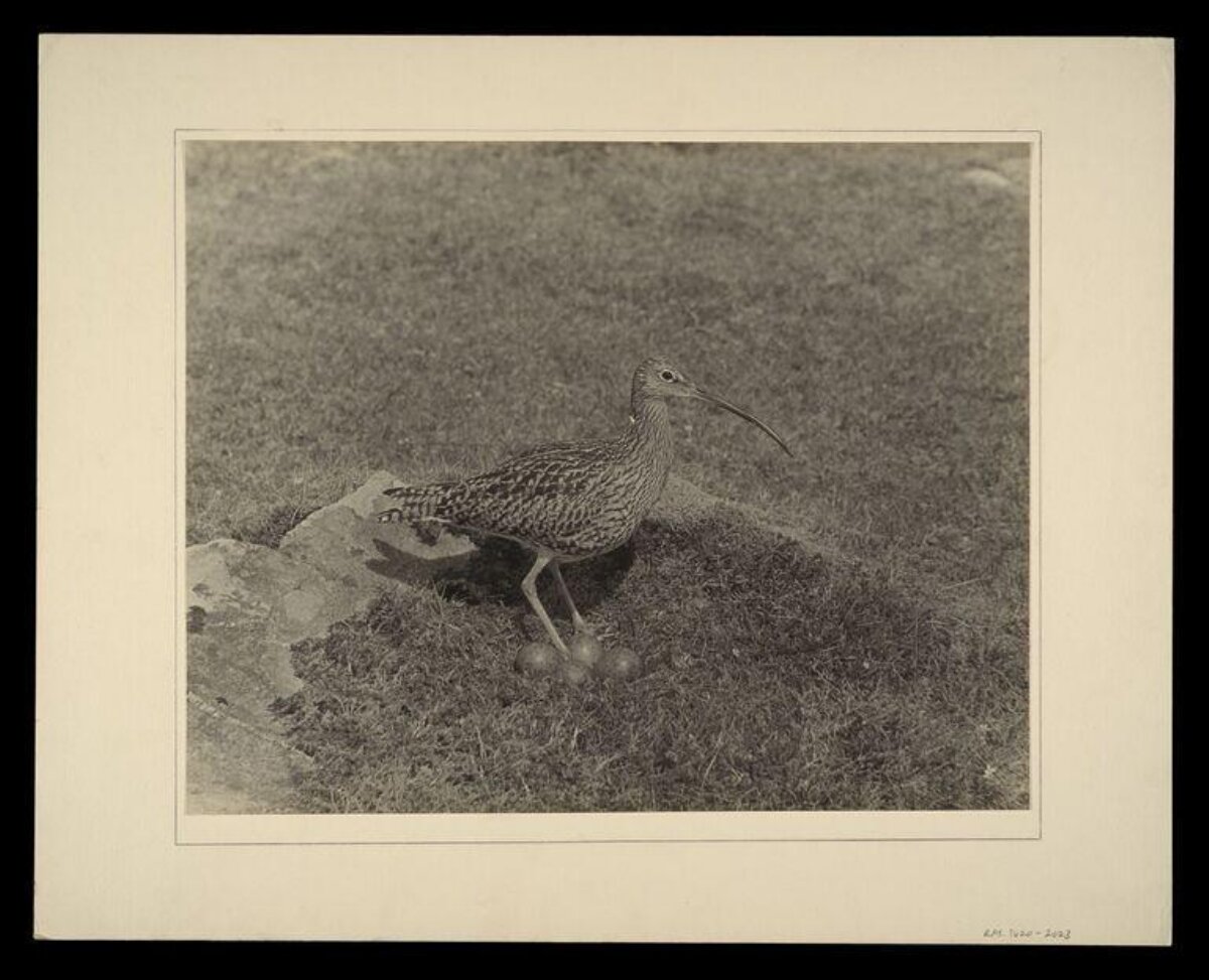 Curlew Guarding Nest Eggs on Grass