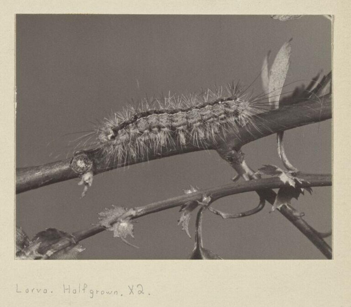 Half-grown Larva Caterpillar on Branch
