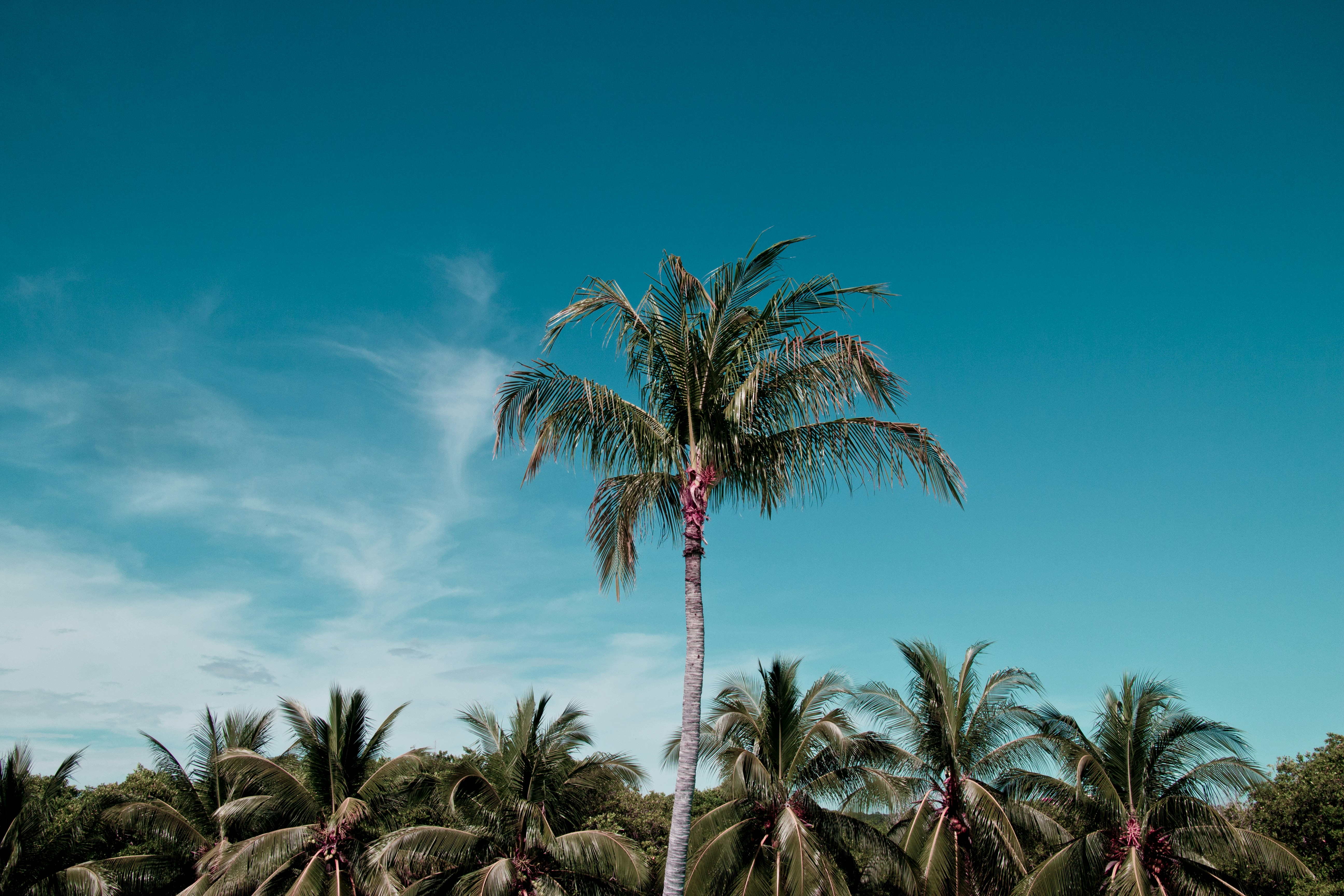 Coconut Palms Under Clear Blue Sky