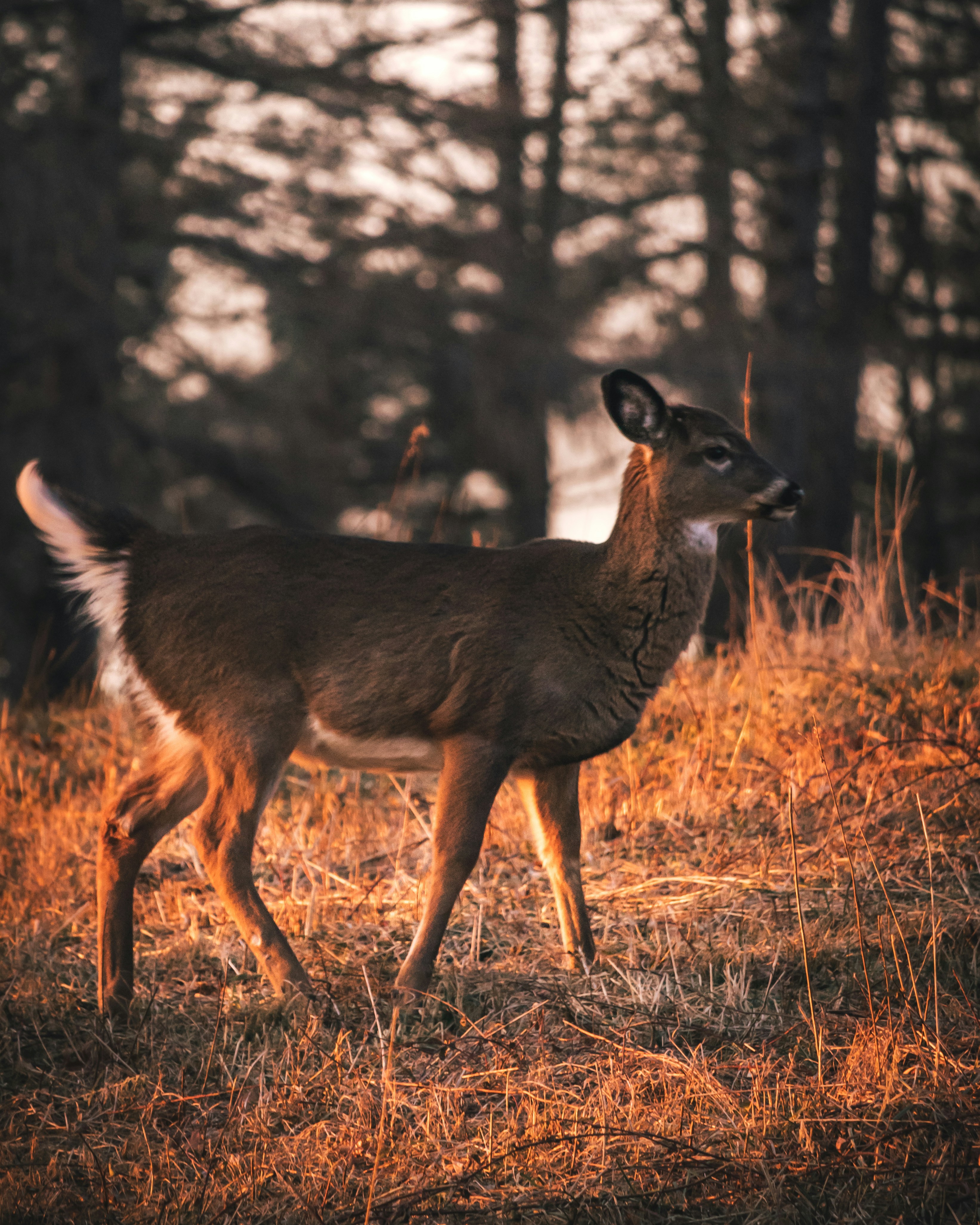 White-tailed Deer at Forest Edge