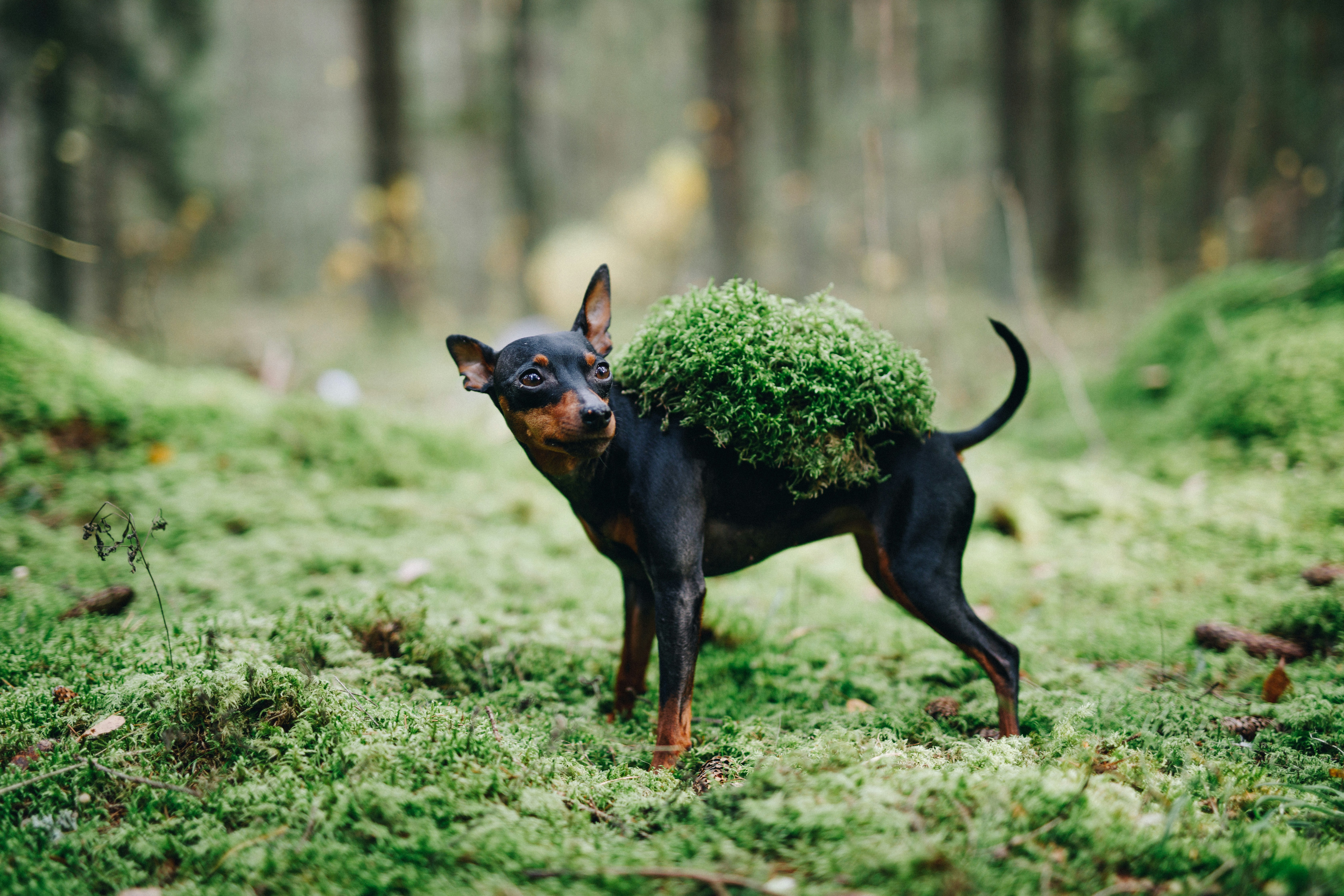 Dog Carrying Moss In Forest