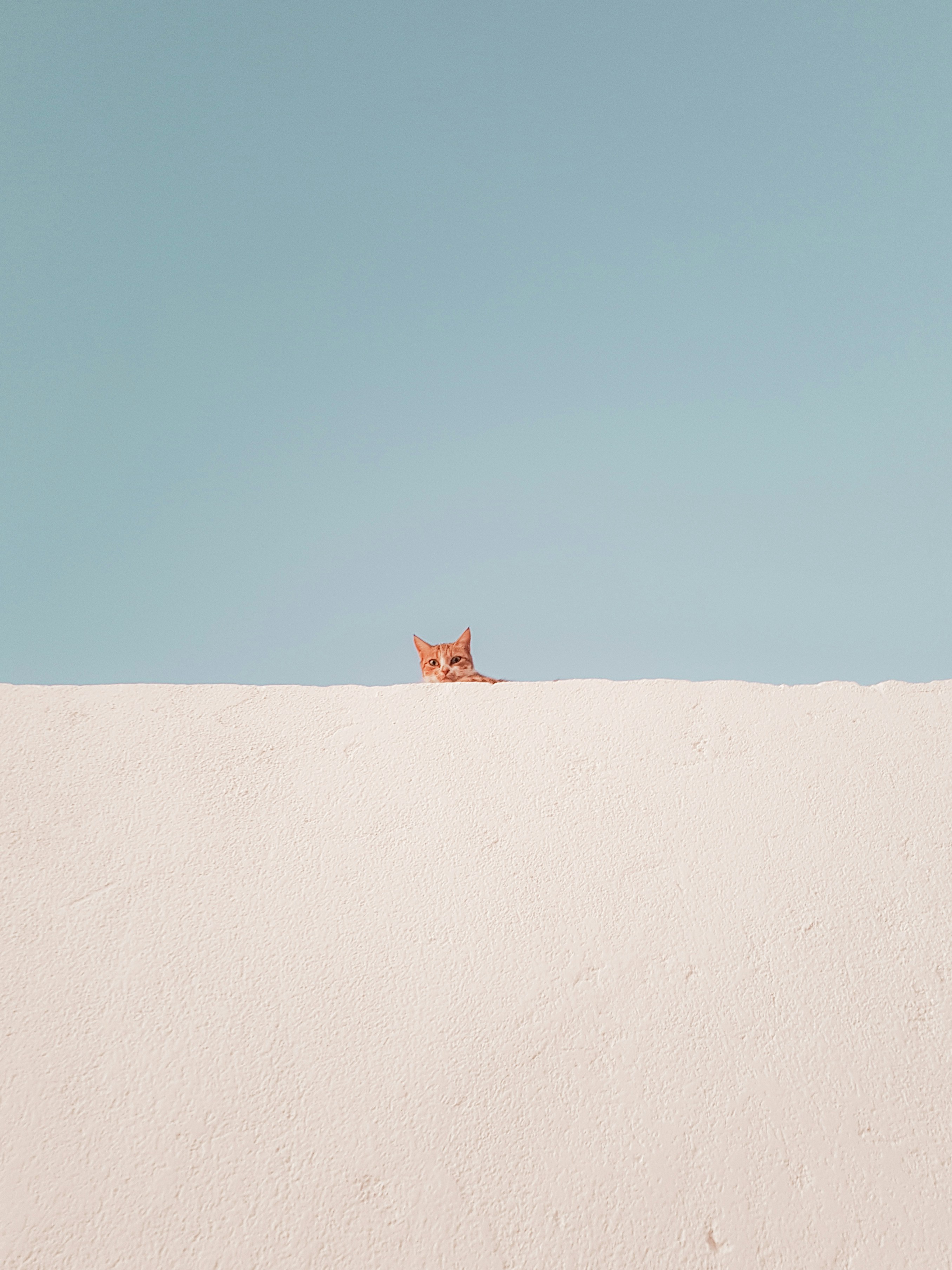 Orange Cat Peeking Over White Wall