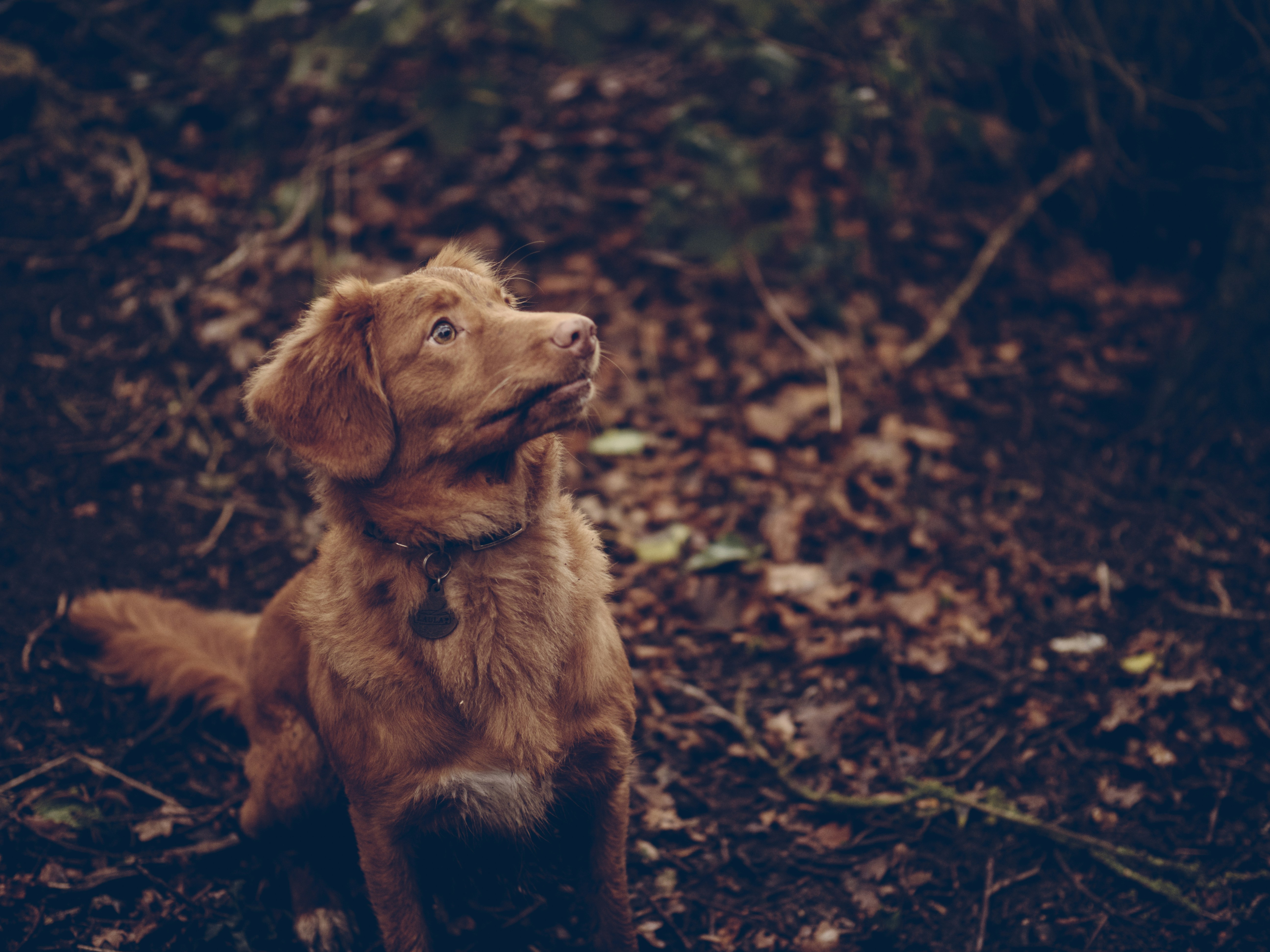Ginger Retriever In Autumn Woods — Animal Encyclopedia