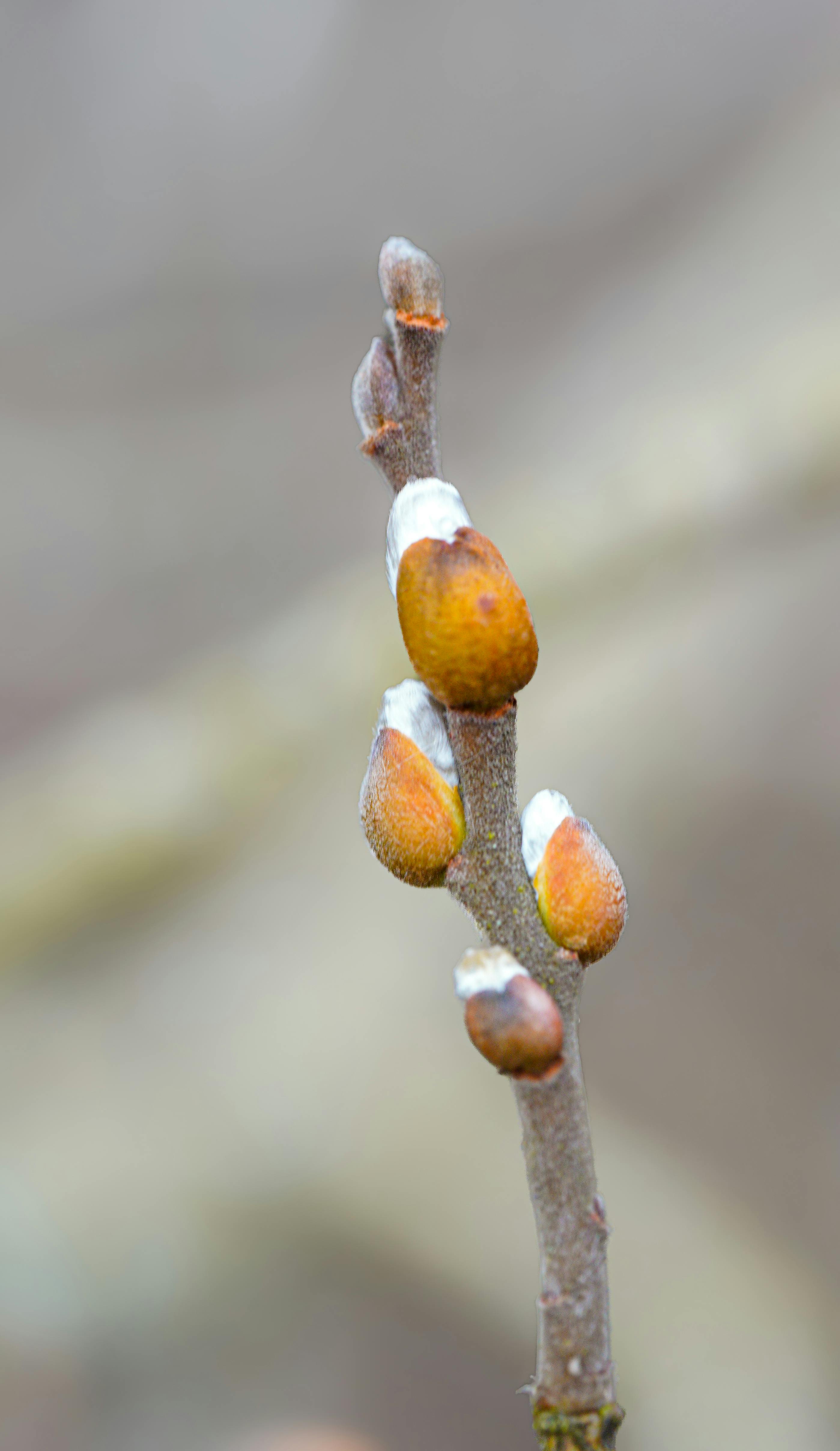 Pussy Willow Buds on a Branch