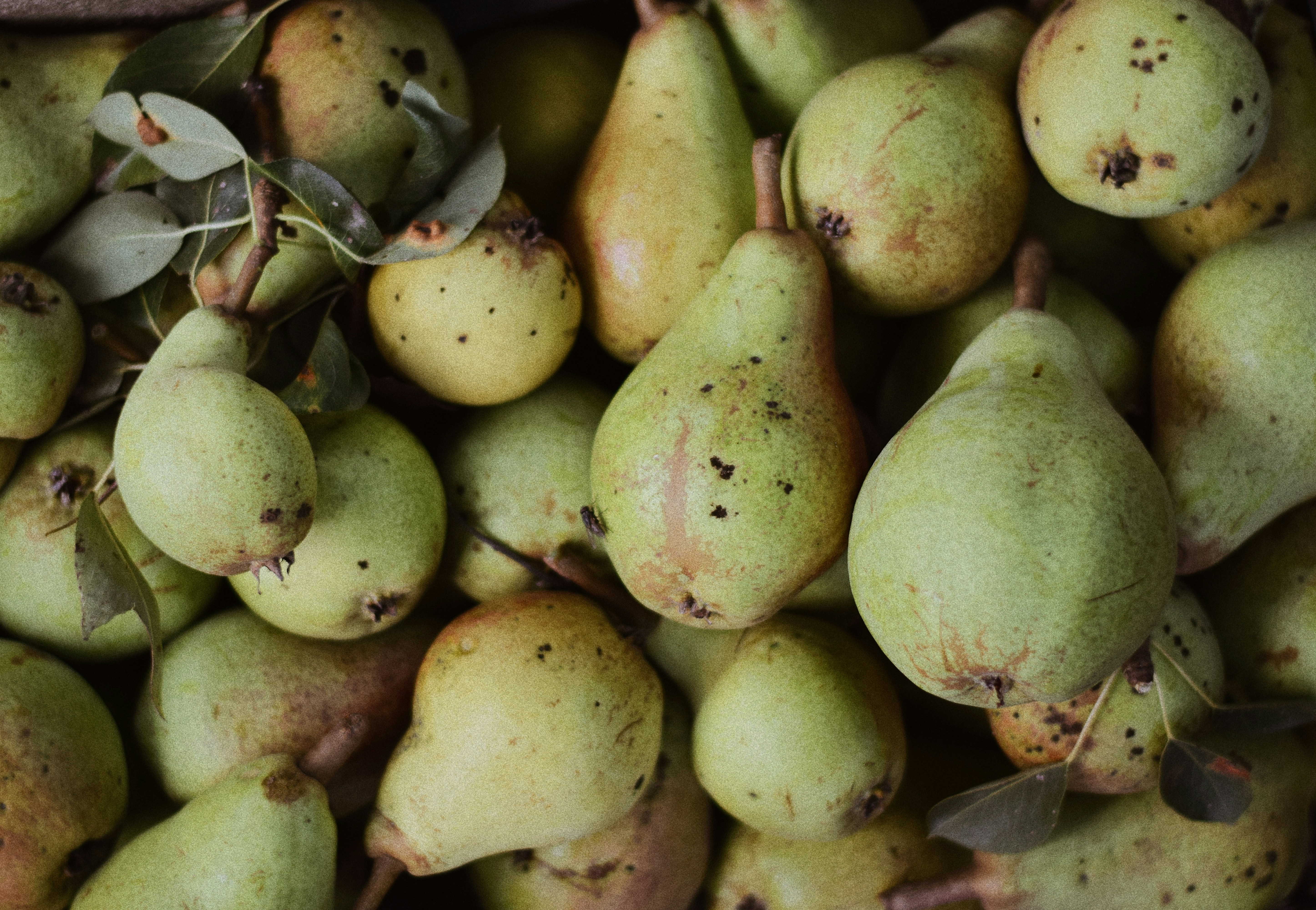 Freshly Harvested Pears
