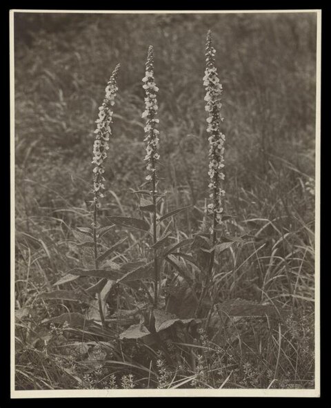Three Mullein Plants in Grassy Meadow
