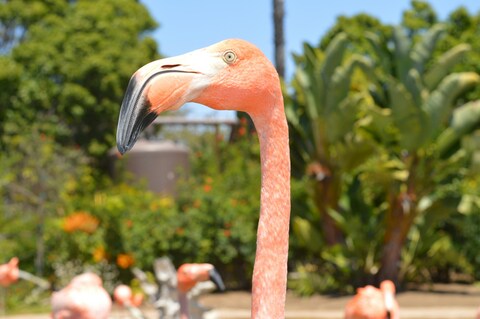 Close-up of Pink Flamingo