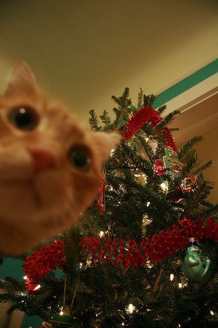 Image 70727 — Pets
