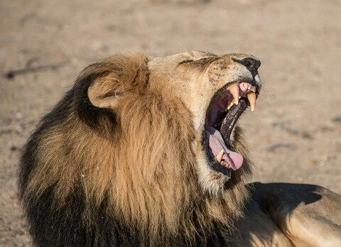 Male Lion Yawning