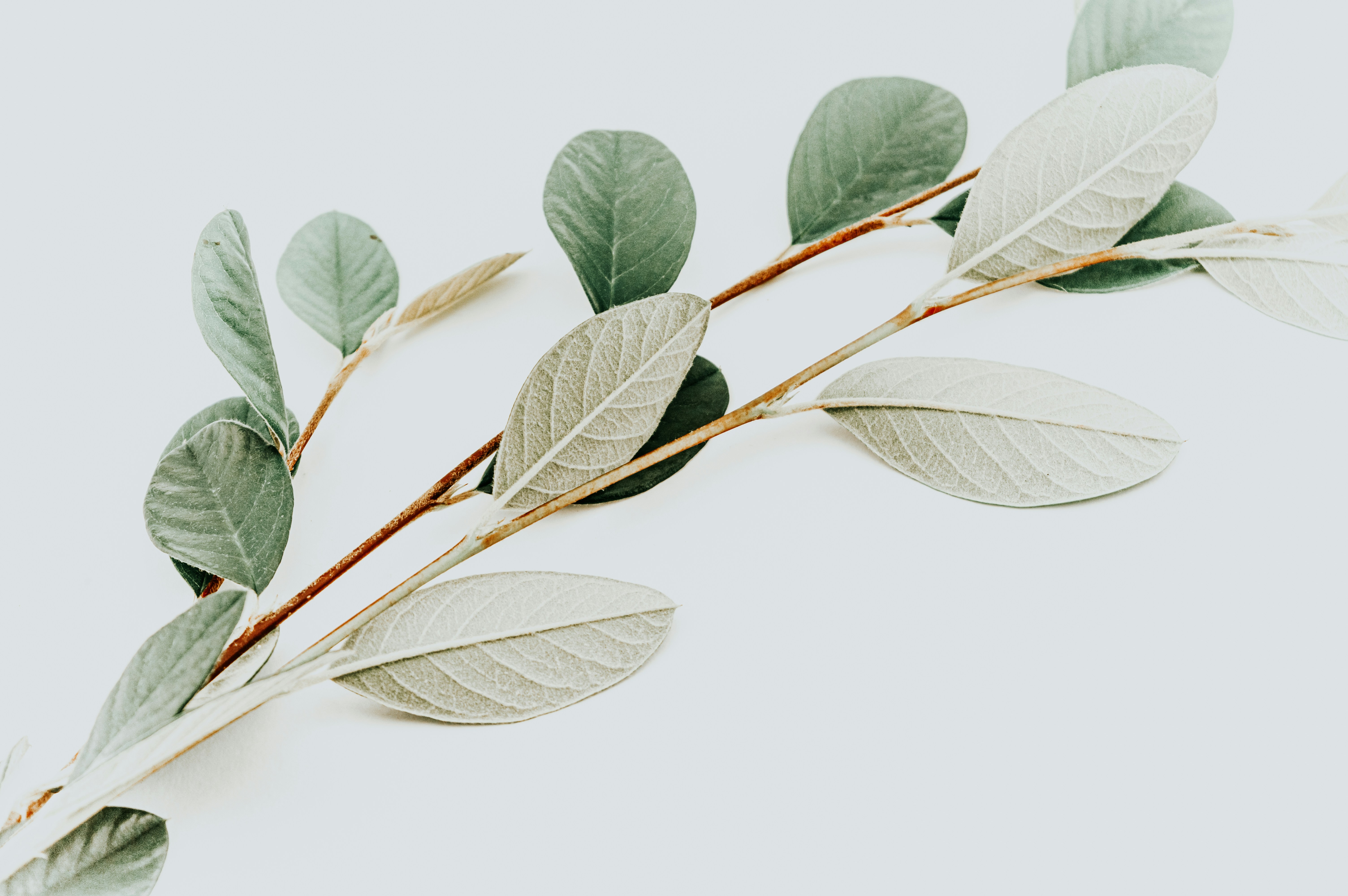 Leaf Branches on Plain White Background