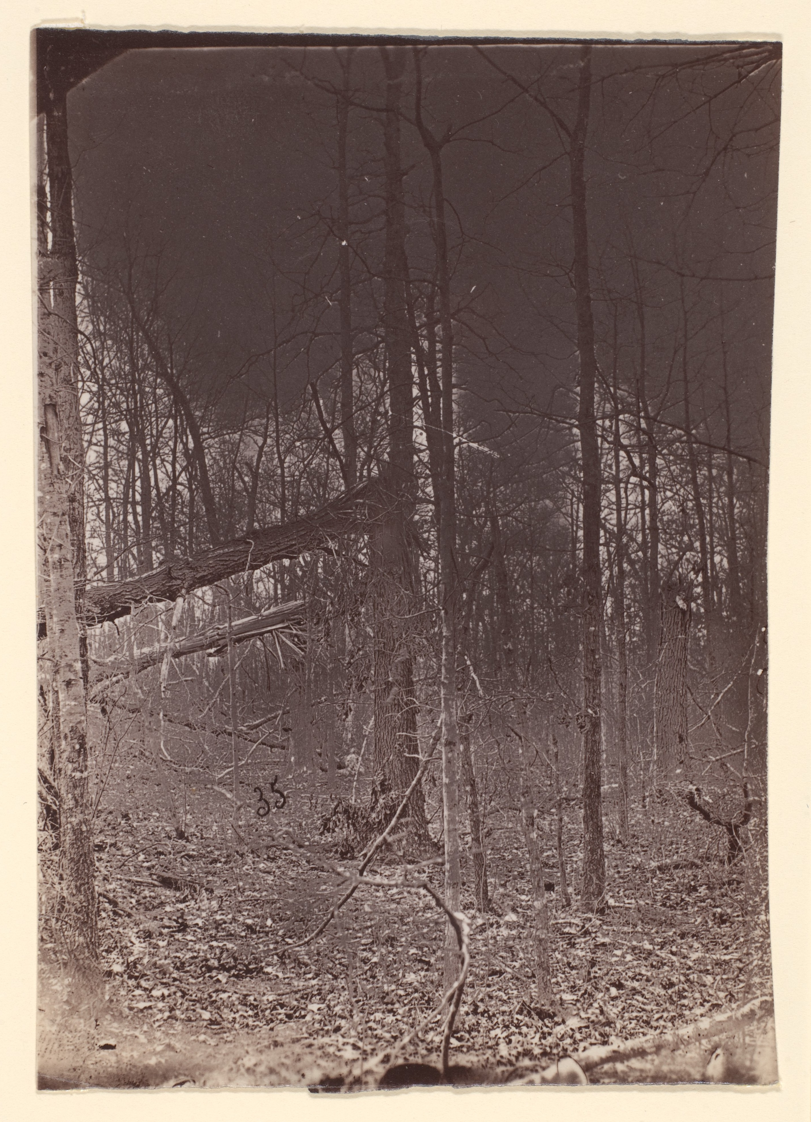 Vintage Winter Forest Scene