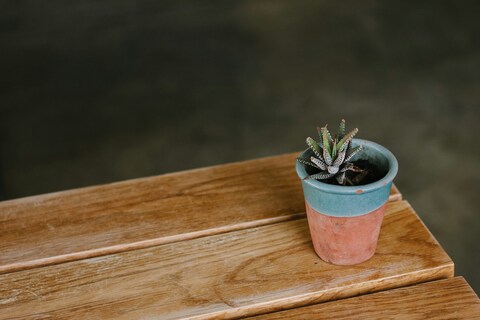 Small Potted Succulent on Wooden Table