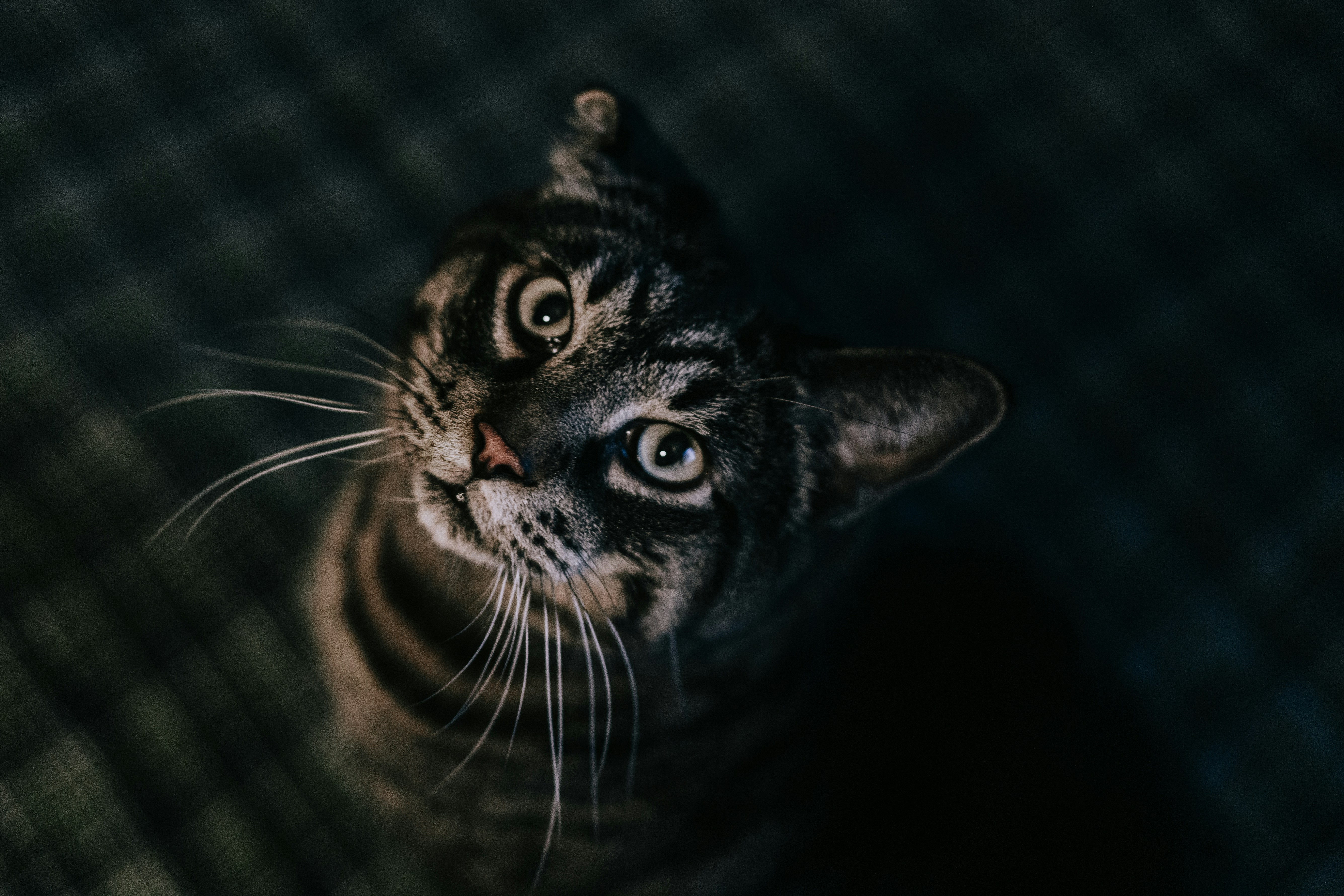 Curious Tabby Cat Looking Up