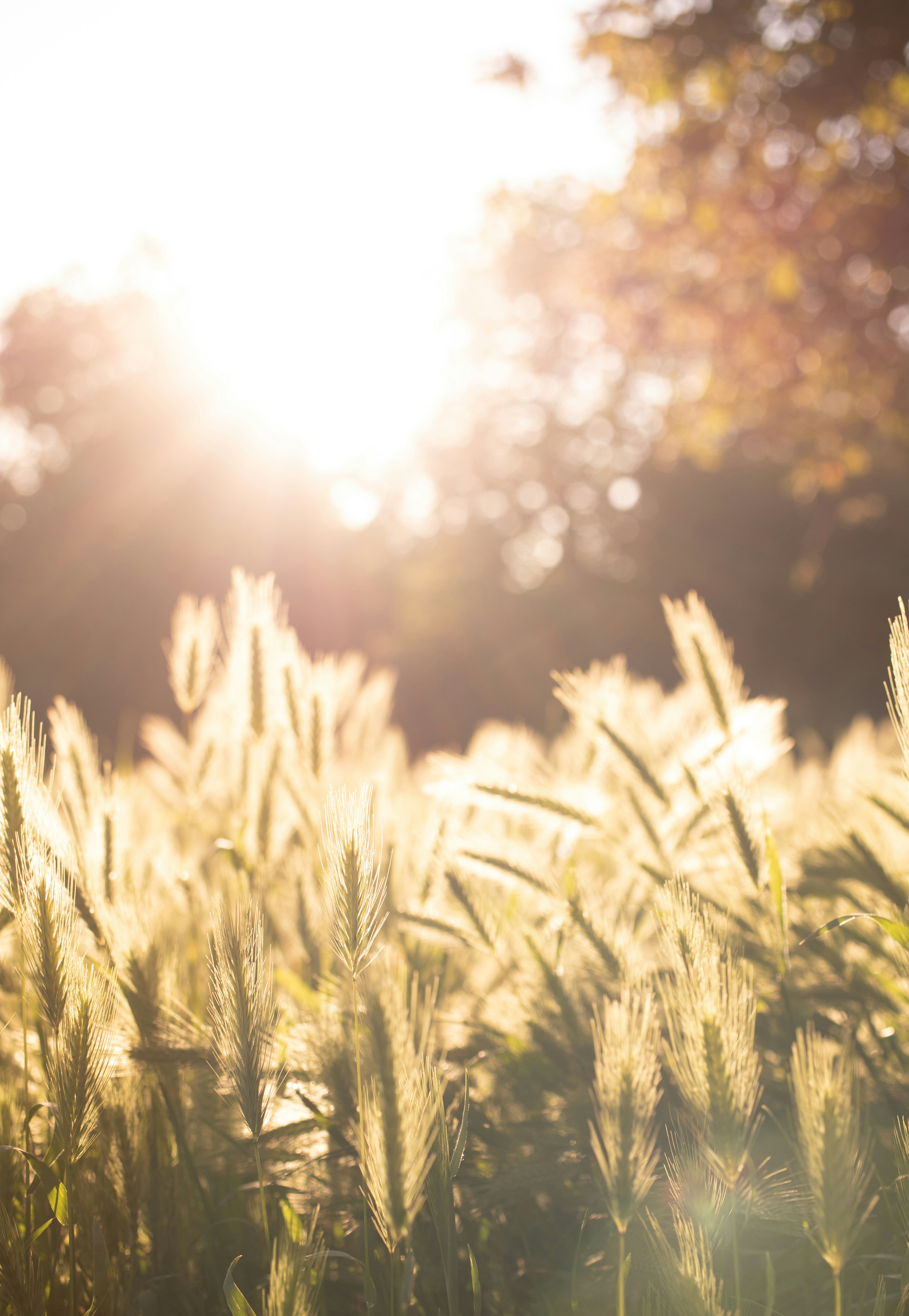 Sunlit Wild Grass Field
