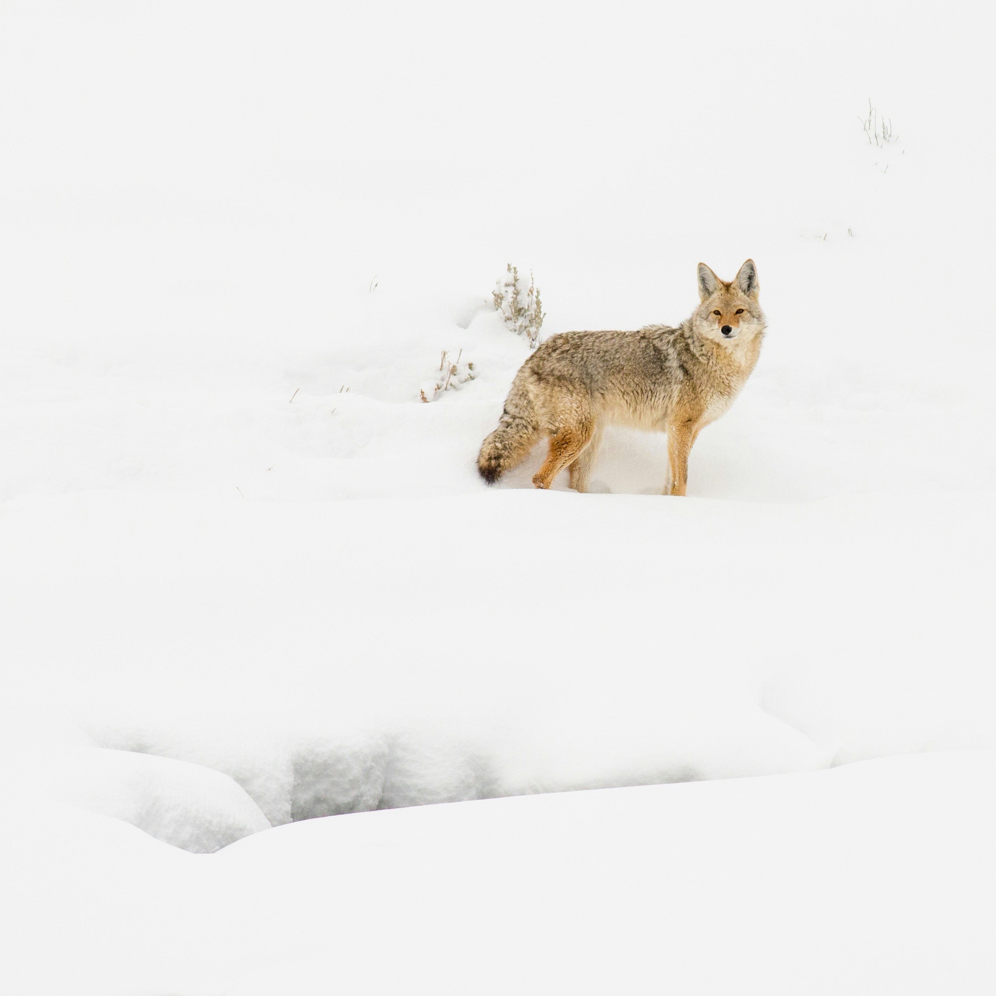Coyote Standing in Winter Snow