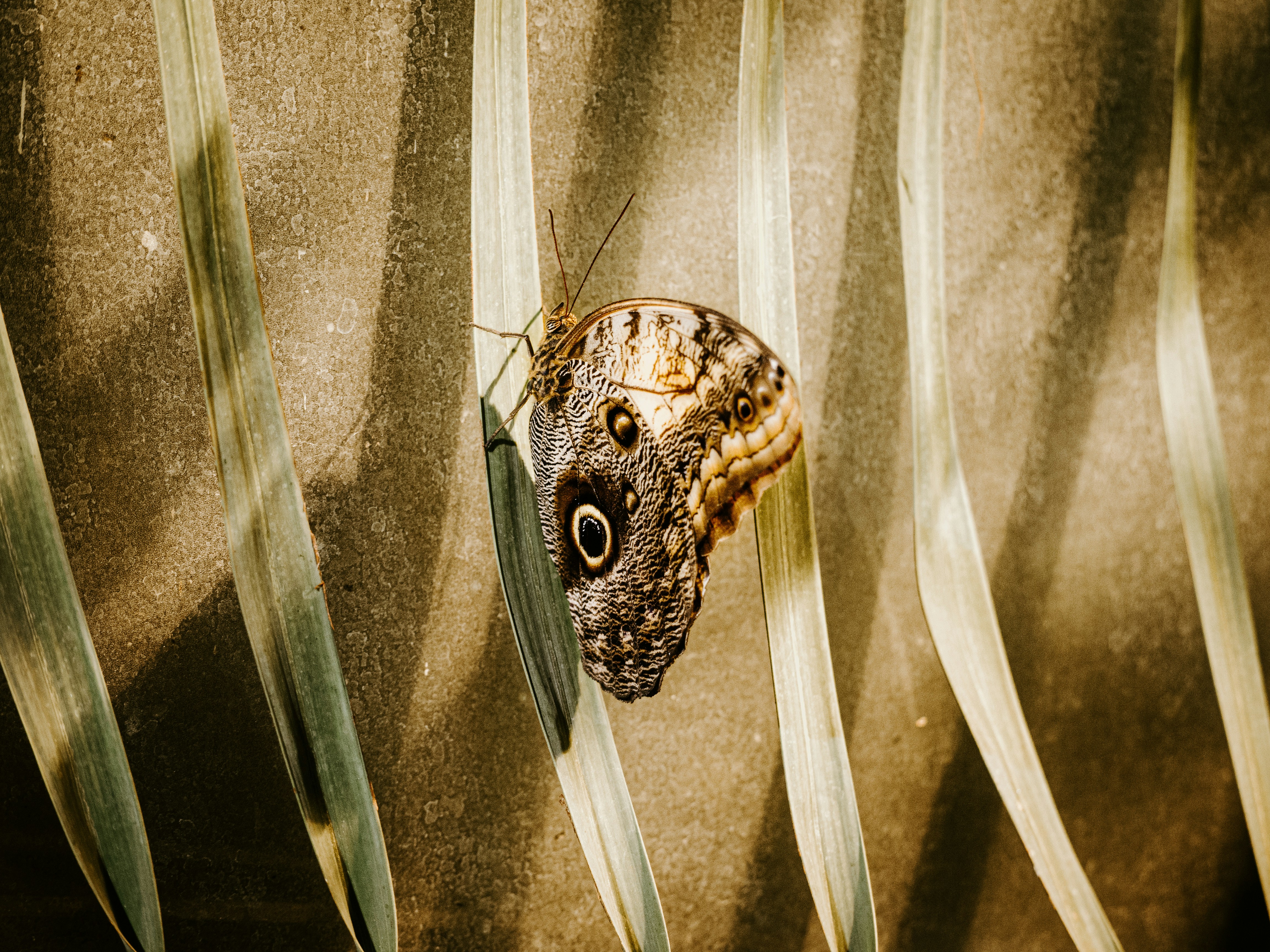 Owl Butterfly Resting On Palm Frond