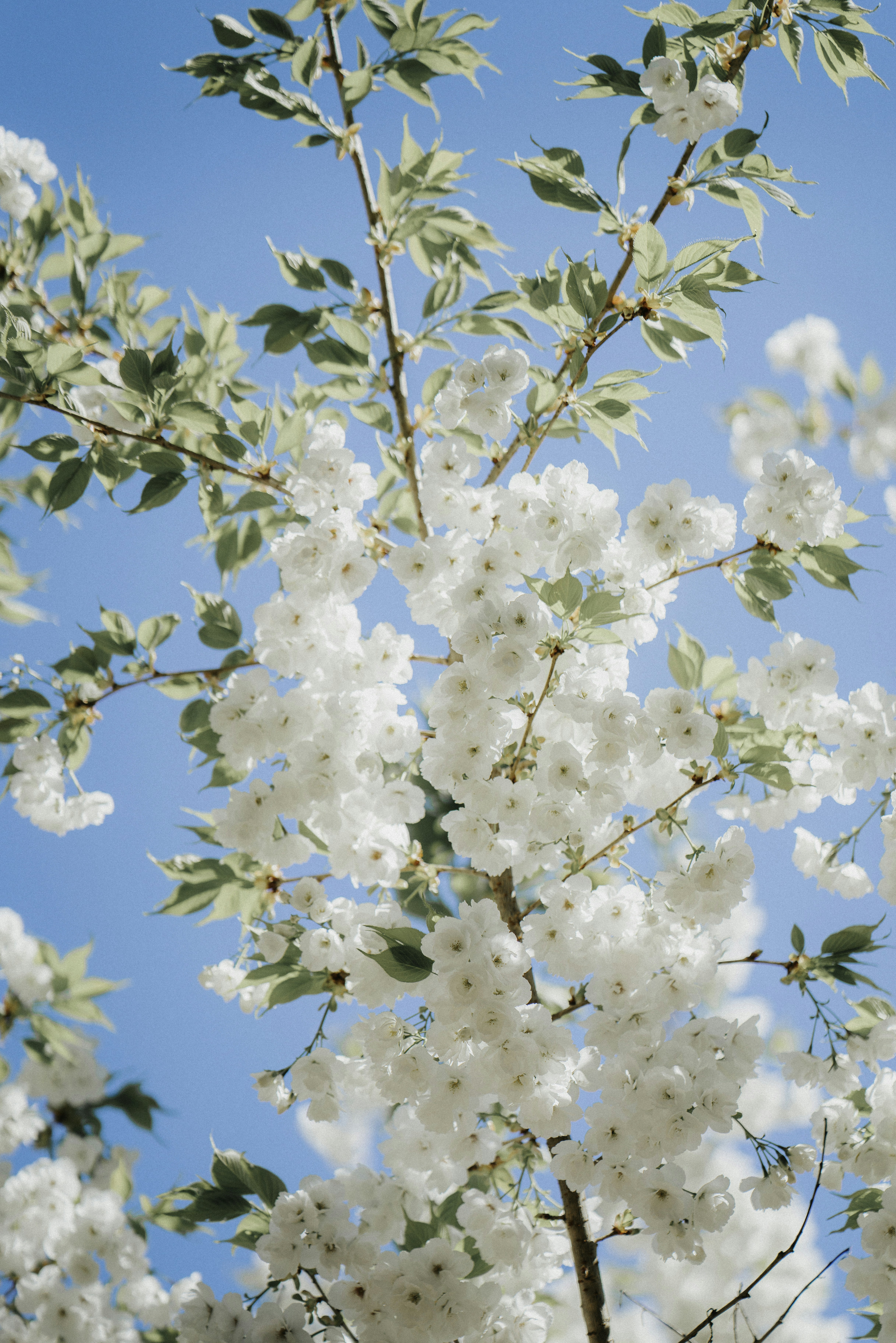White Cherry Blossoms Under Blue Sky