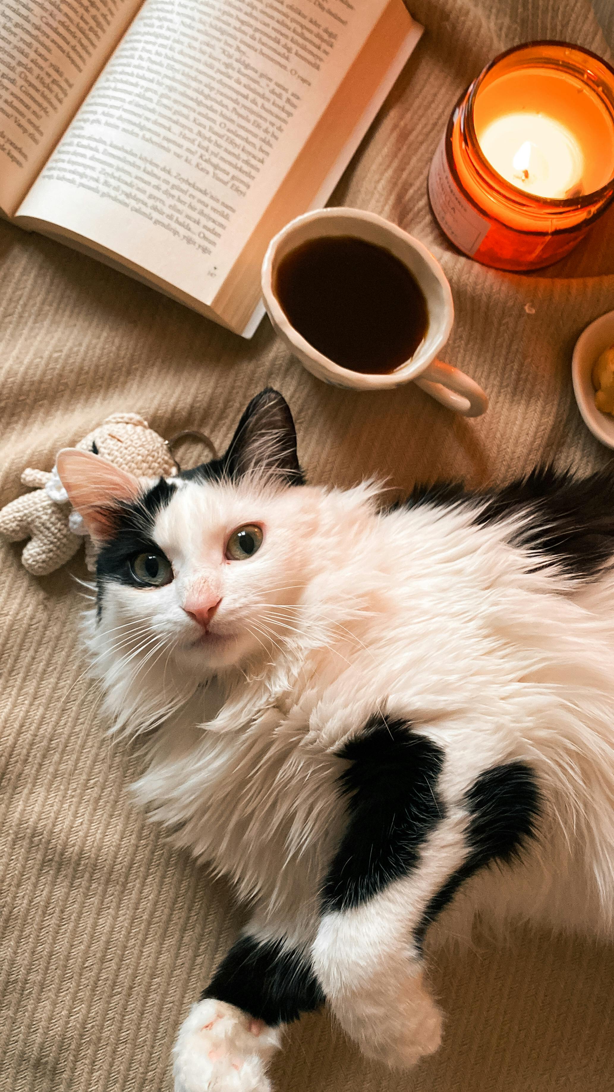 Fluffy Black and White Cat in Cozy Scene