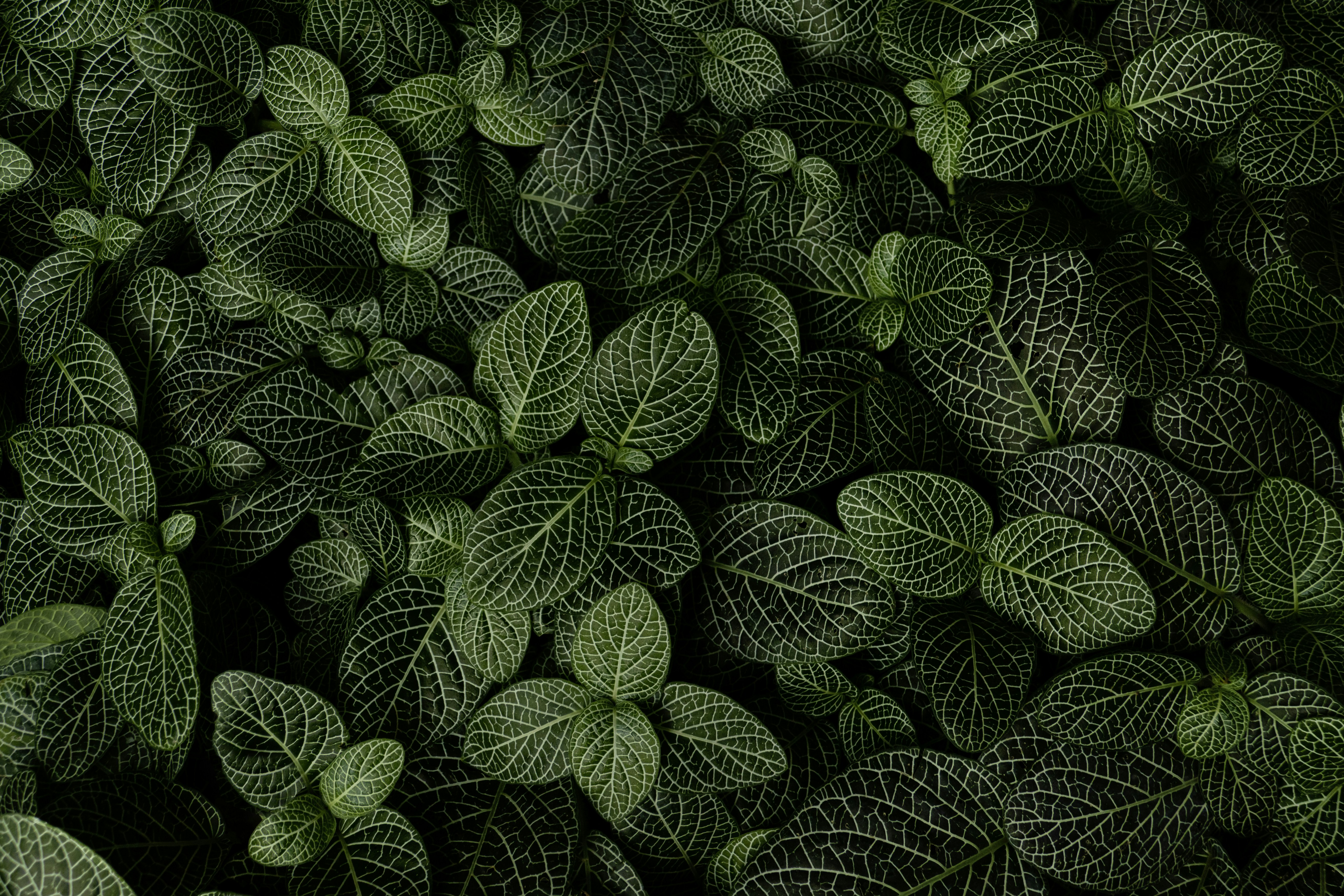 Dense White-Veined Green Foliage