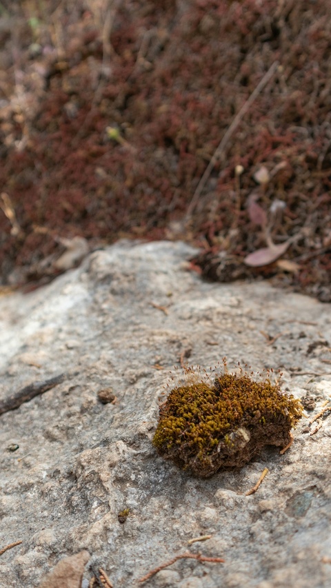 Moss Clump on Gray Rock