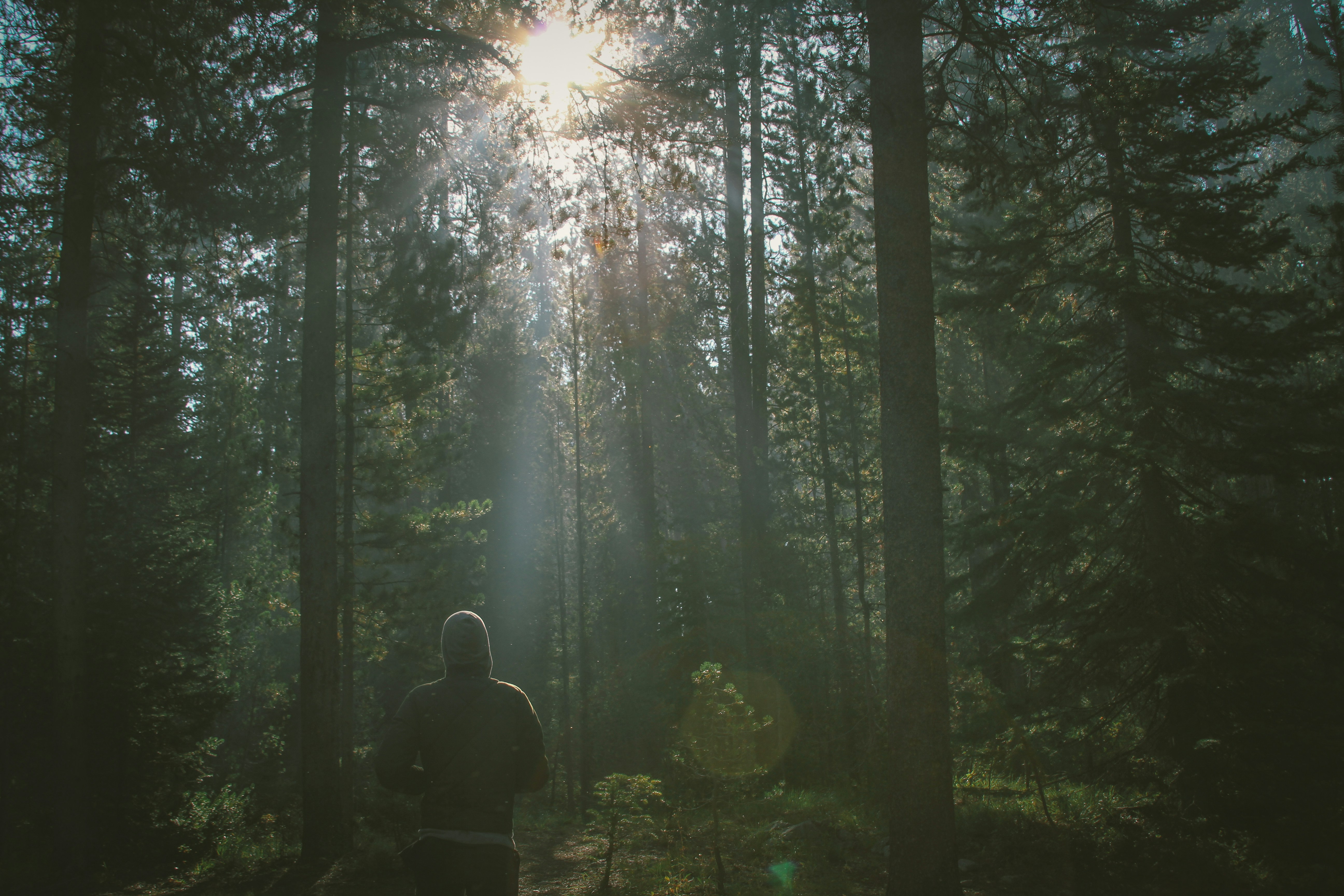 Hooded Walker in Sunlit Forest