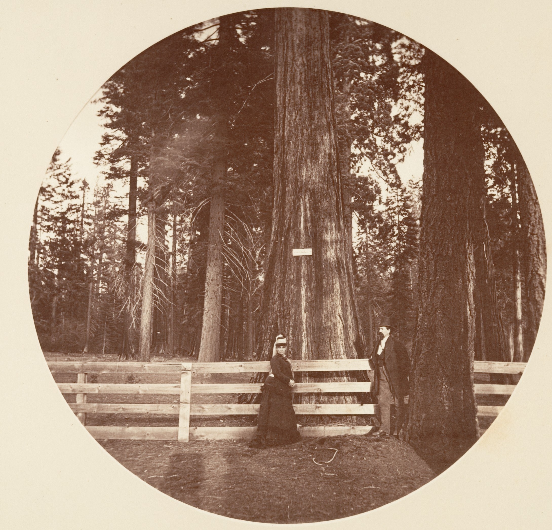 Two Visitors by Giant Redwood Trees
