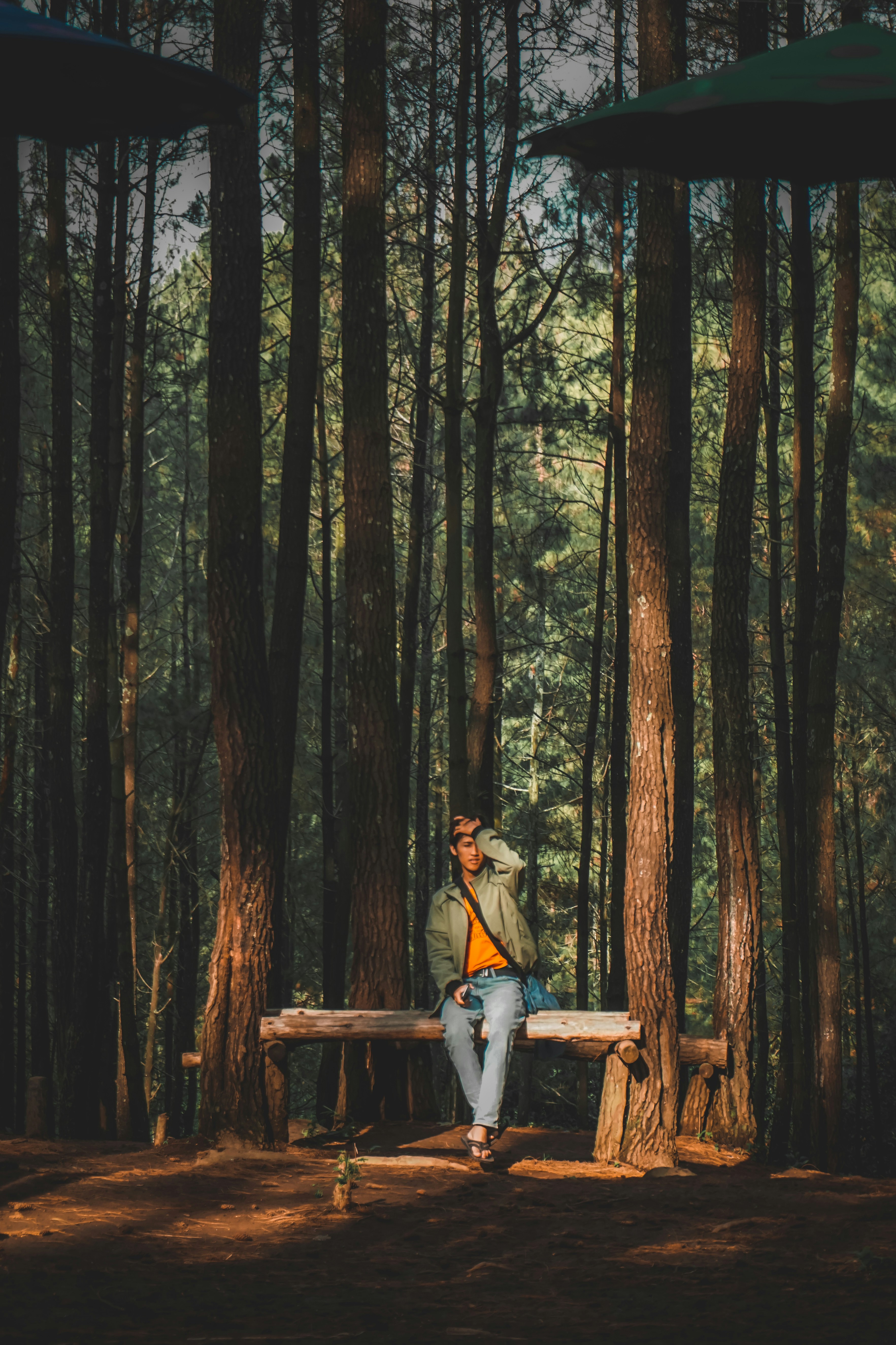 Man Resting on Bench in Pine Forest
