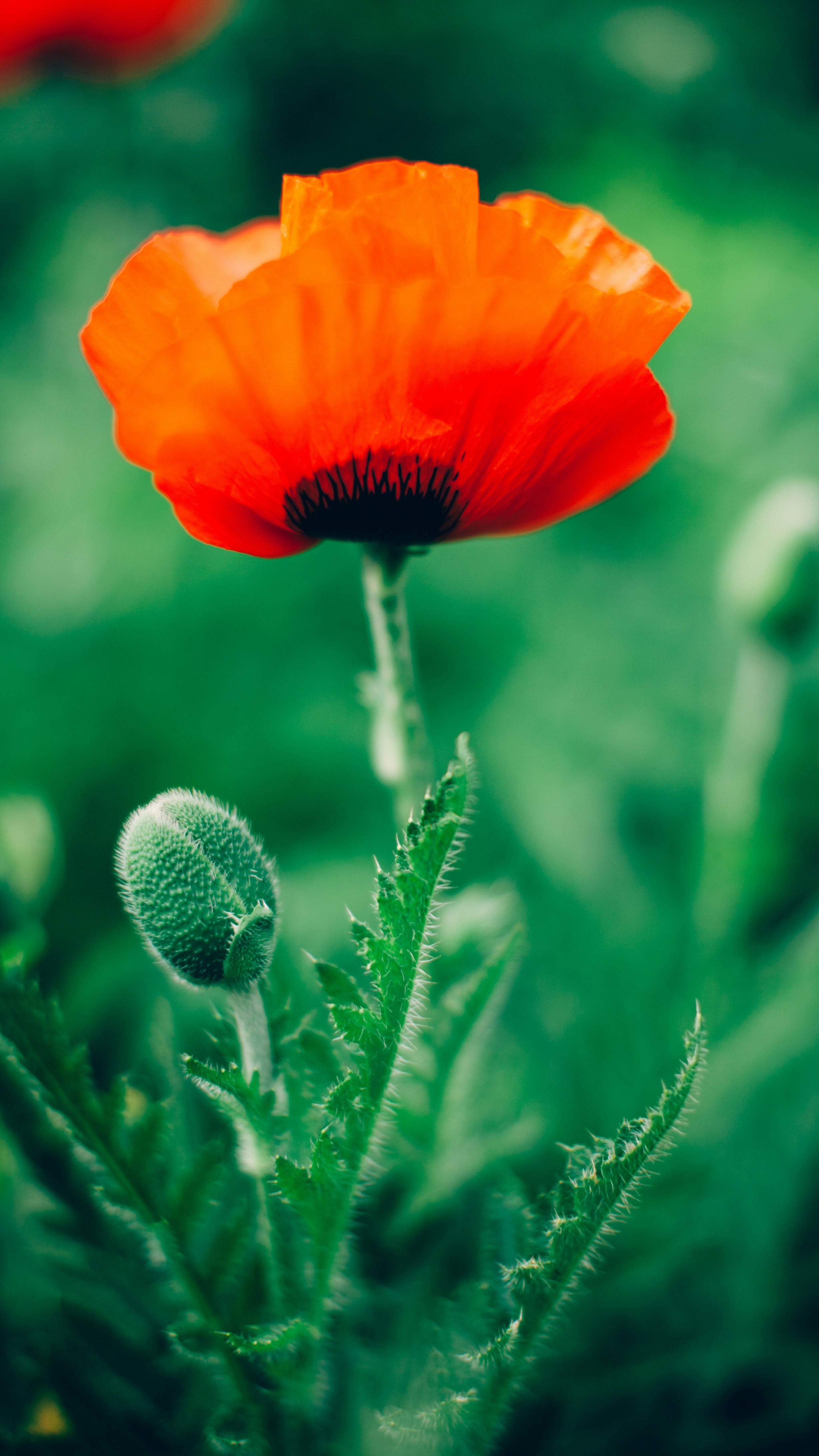 Wallpapers