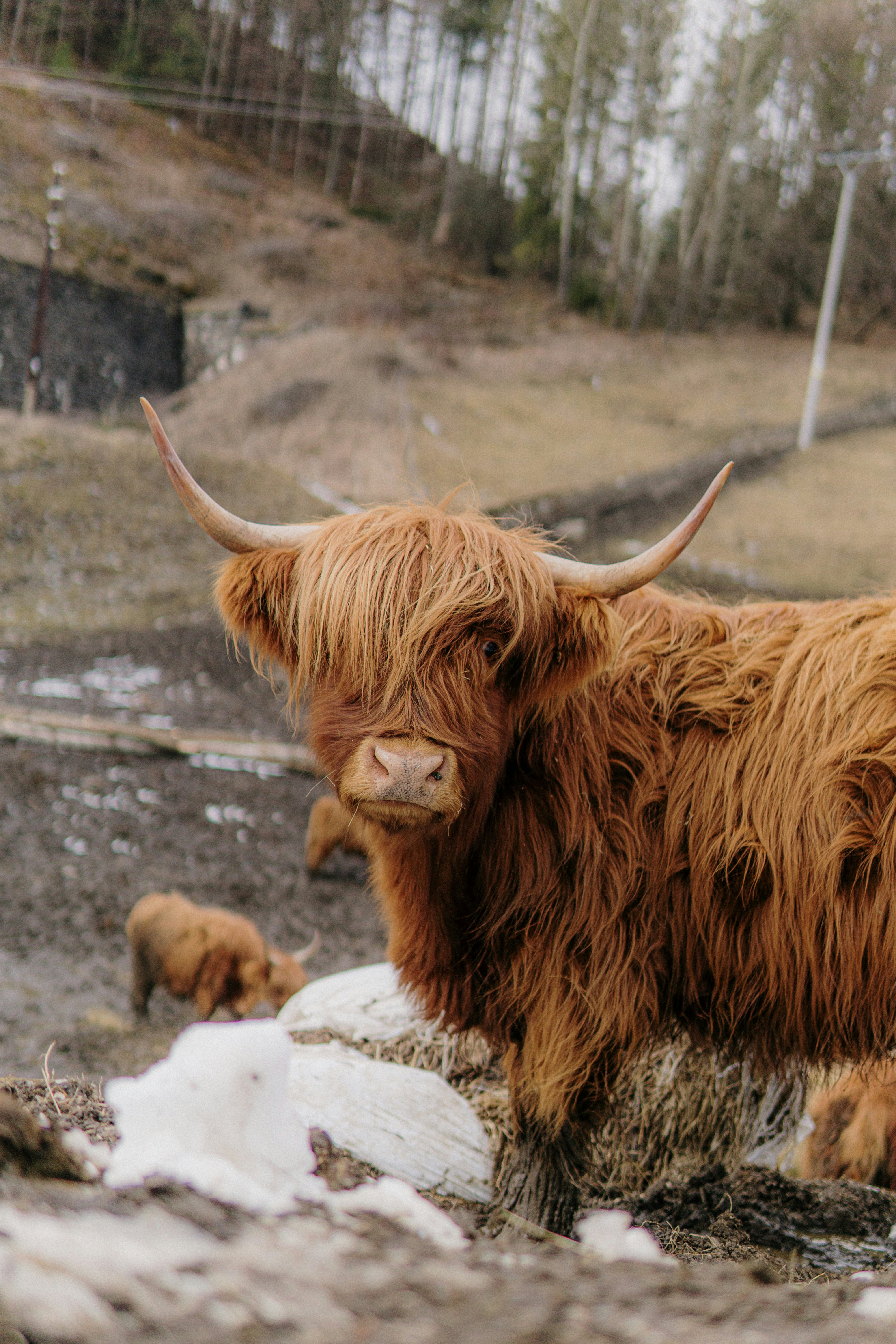 Brown Highland Cattle in Pasture