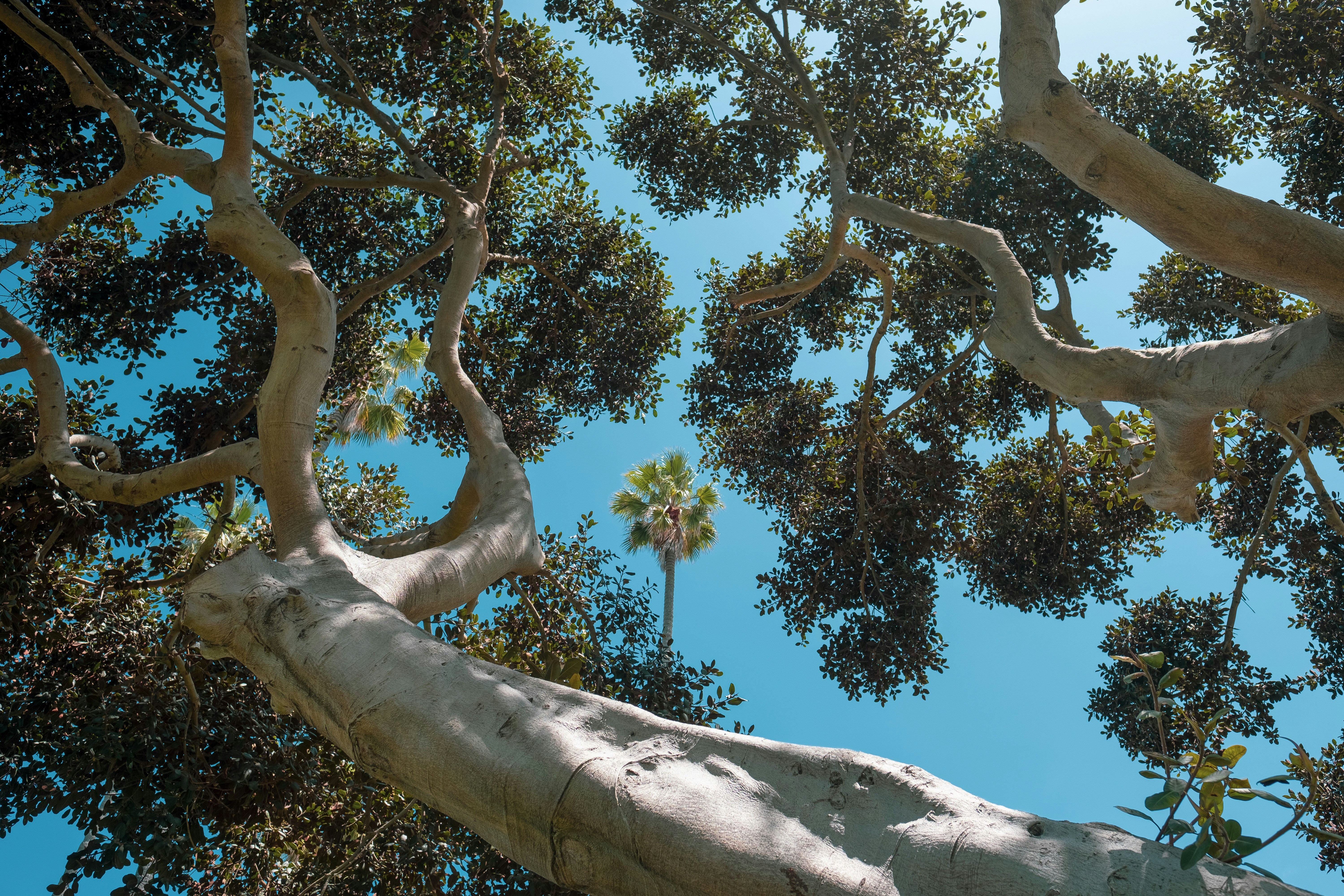 Low Angle View of Trees and Blue Sky