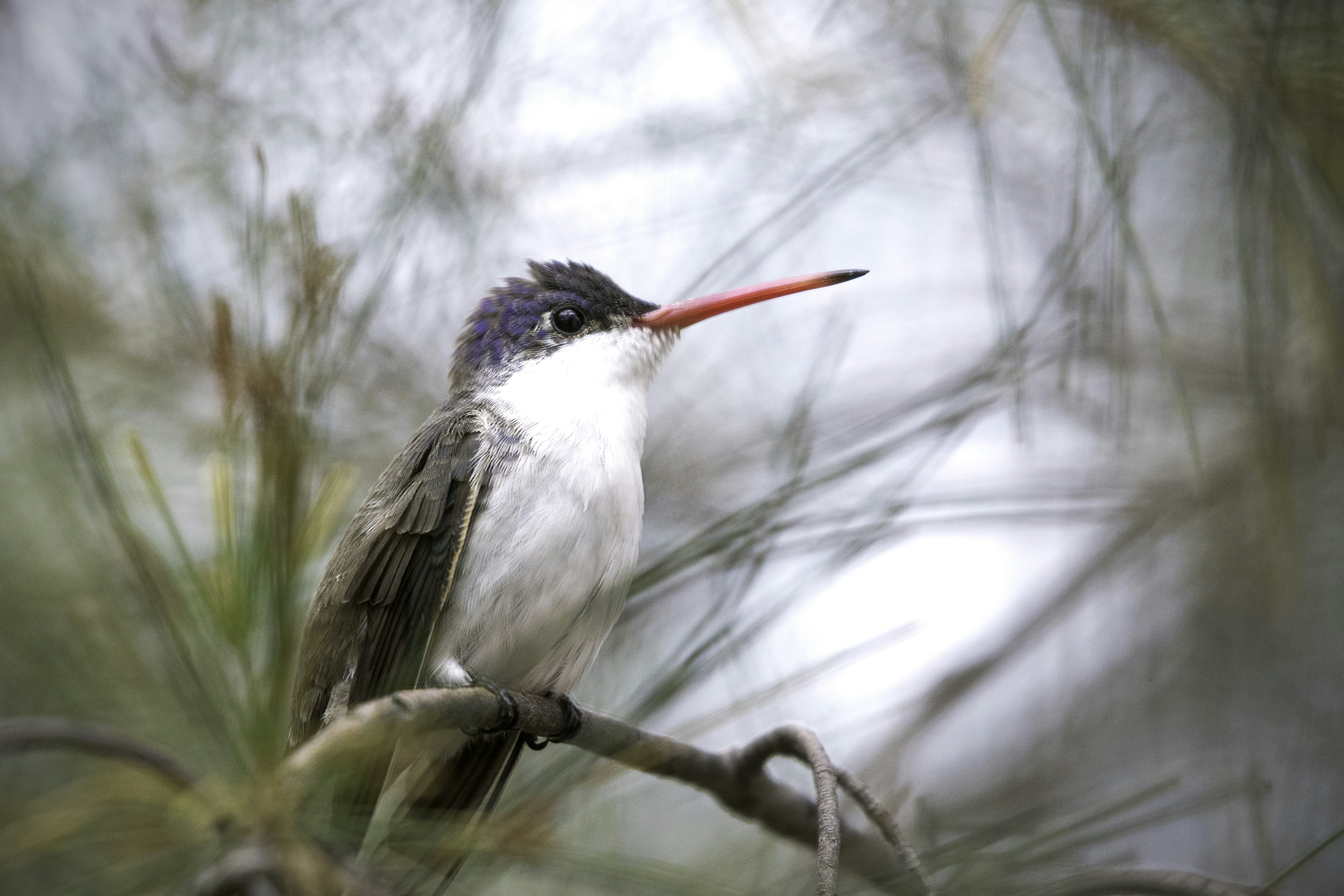 Violet-crowned Hummingbird on Branch