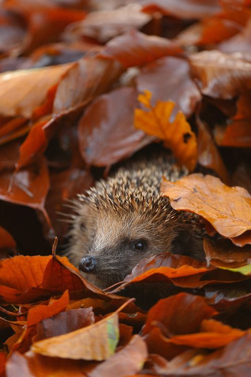 Hedgehog Hiding in Autumn Leaves