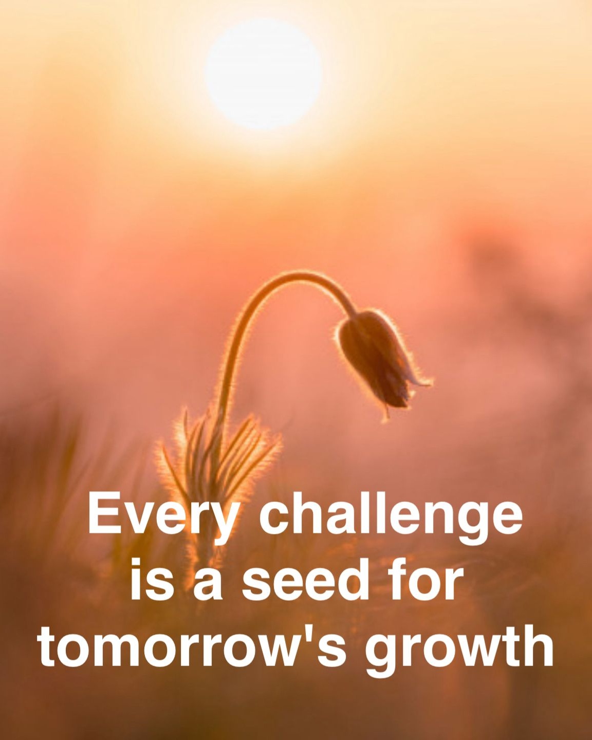 Growth Motivational Quote at Sunset