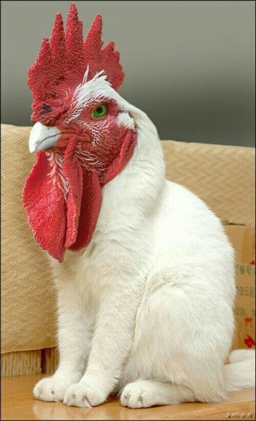 Image 59038 — Pets