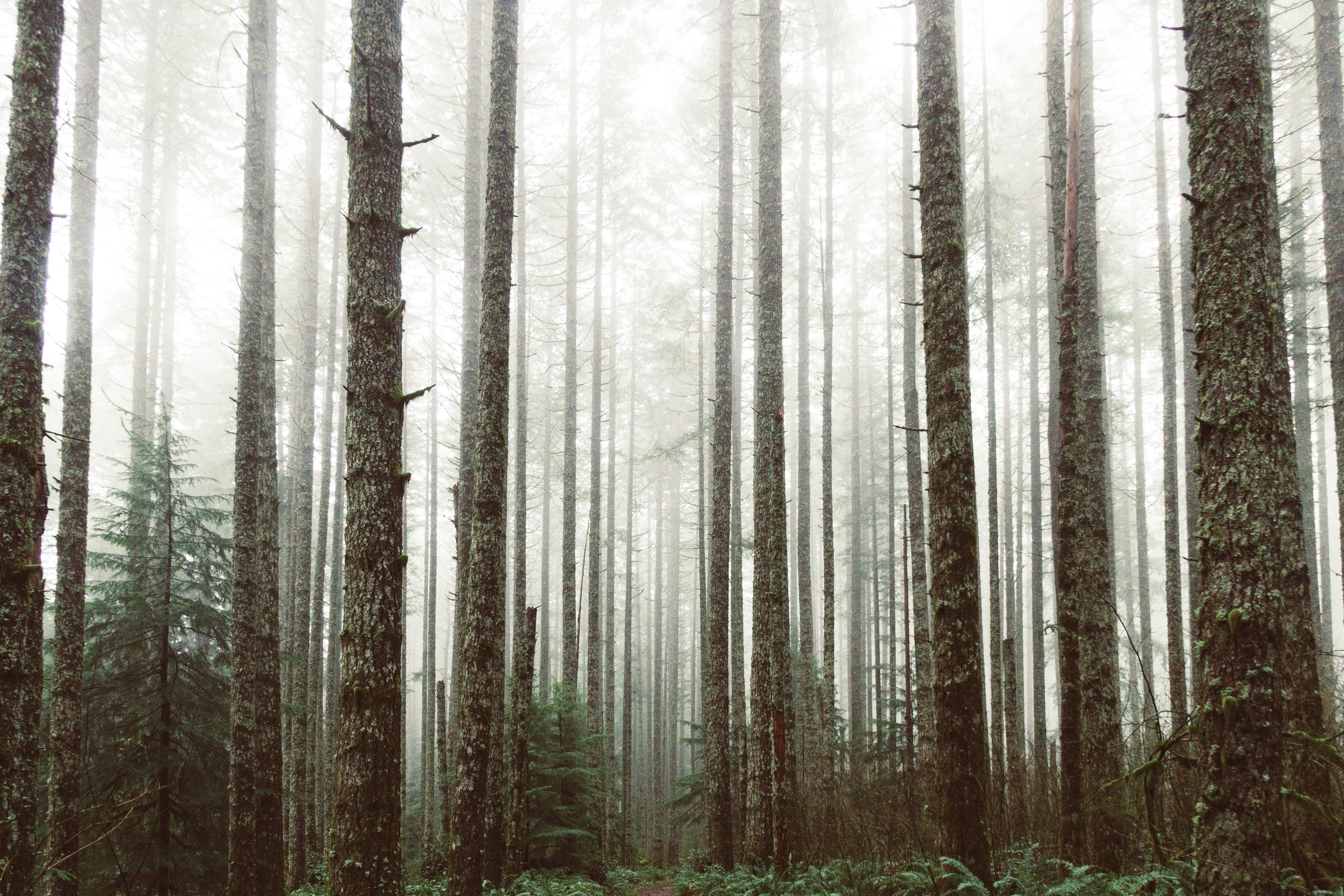 Foggy Tall Tree Forest